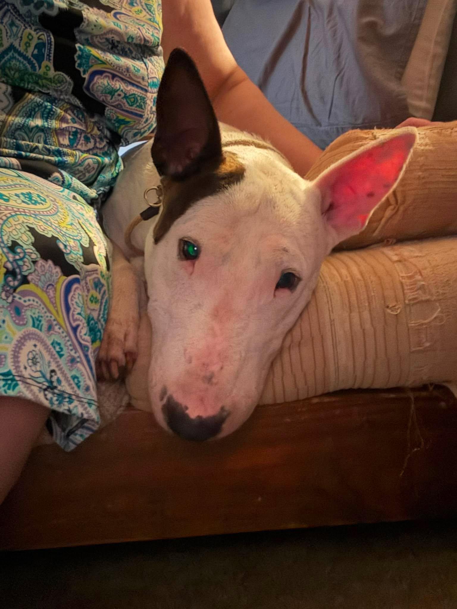26-065 Memphis, Adoptable, Adult Male Bull Terrier.