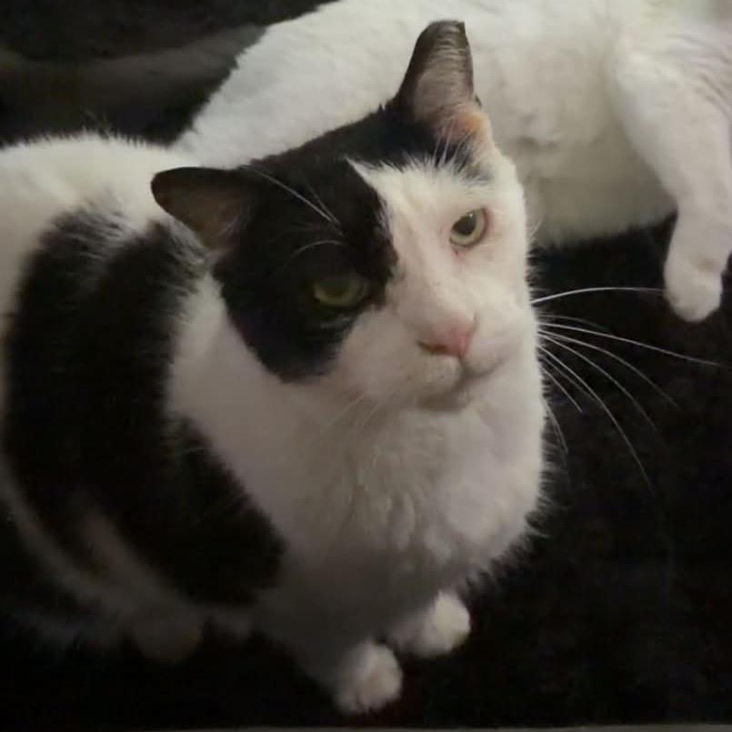 Edward, Adoptable, Senior Male Domestic Short Hair.