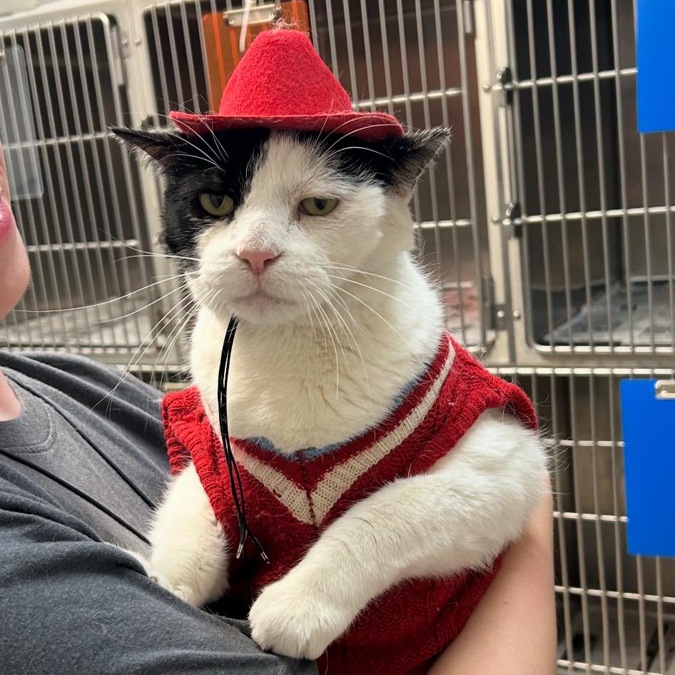 Enlarge Edward, a Adoptable Domestic Short Hair in Springfield, IL image 2/2
