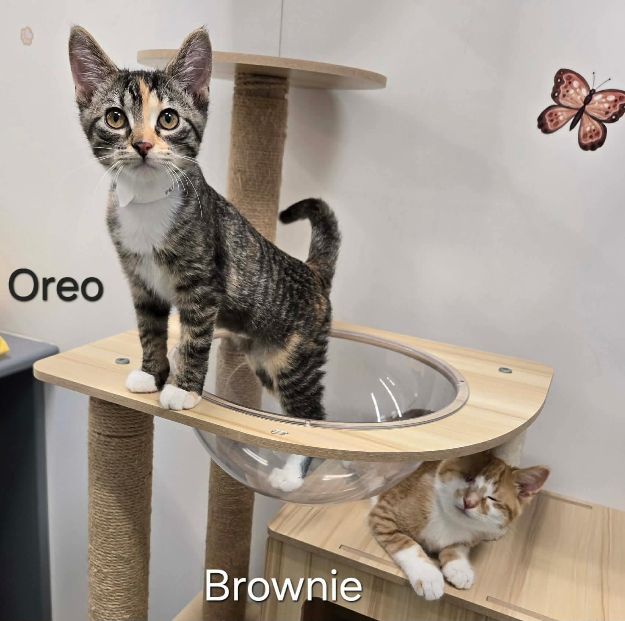 Oreo, a ADOPTABLE Domestic Short Hair in Sedalia, MO image 6/6