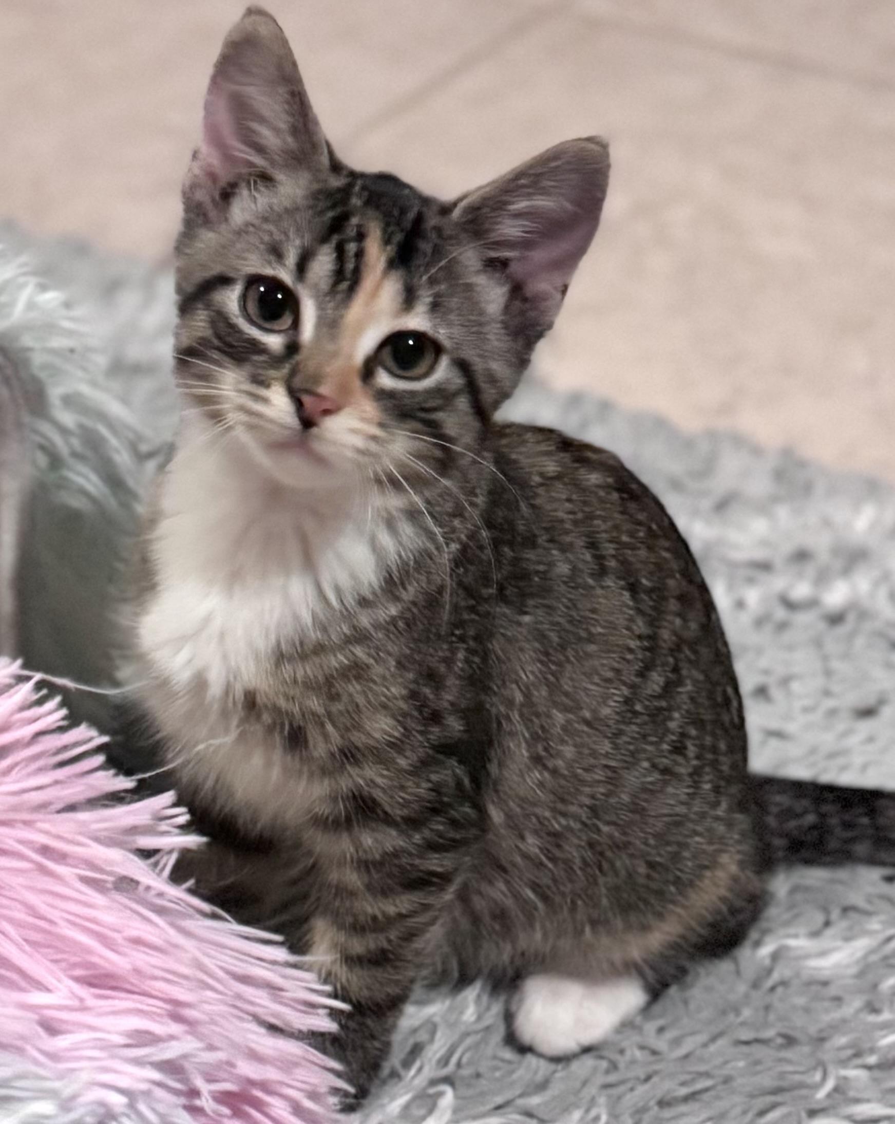 Oreo, a ADOPTABLE Domestic Short Hair in Sedalia, MO image 3/6