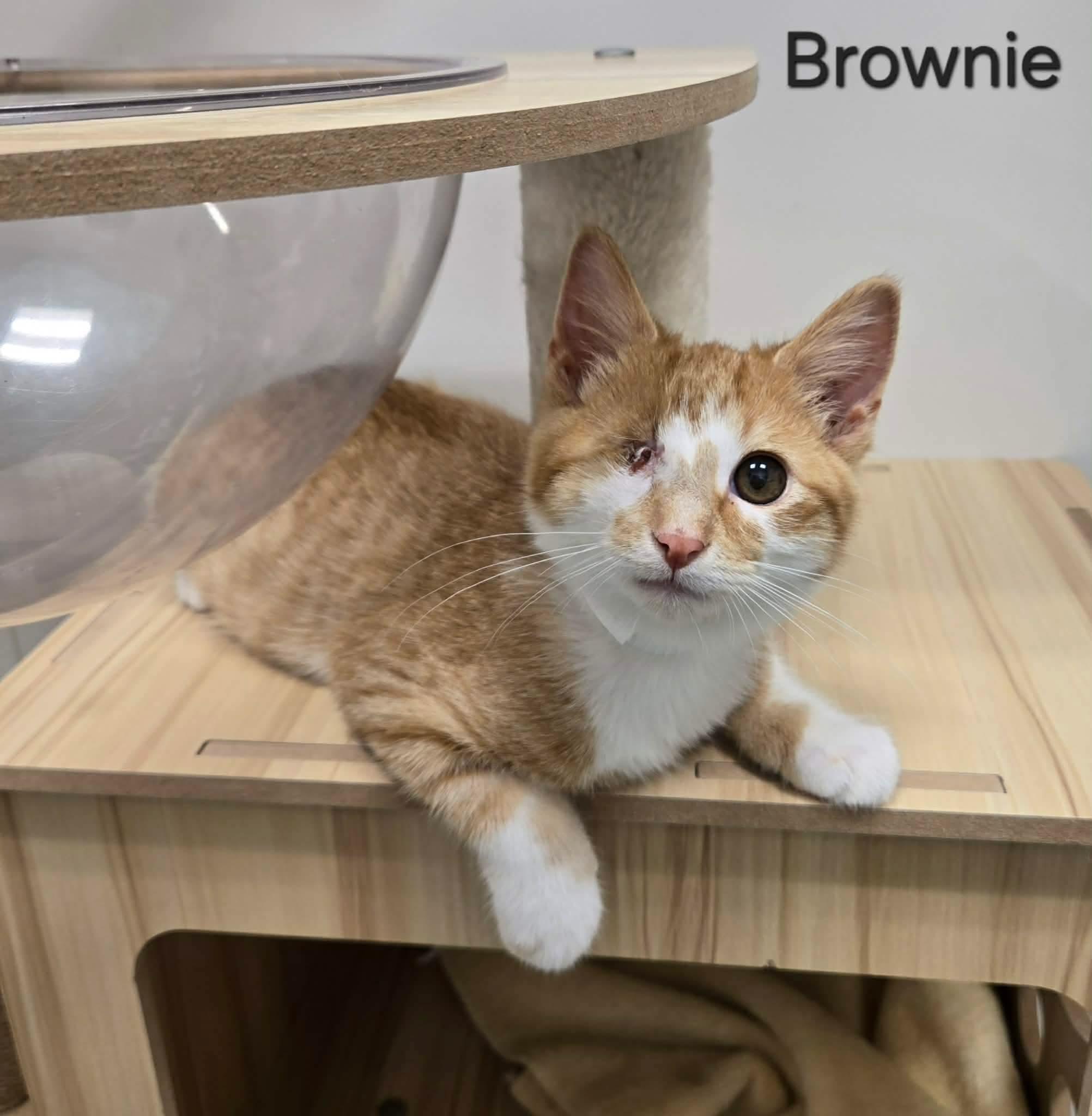 Enlarge Oreo & Brownie, a Adoptable Domestic Short Hair in Sedalia, MO image 5/5