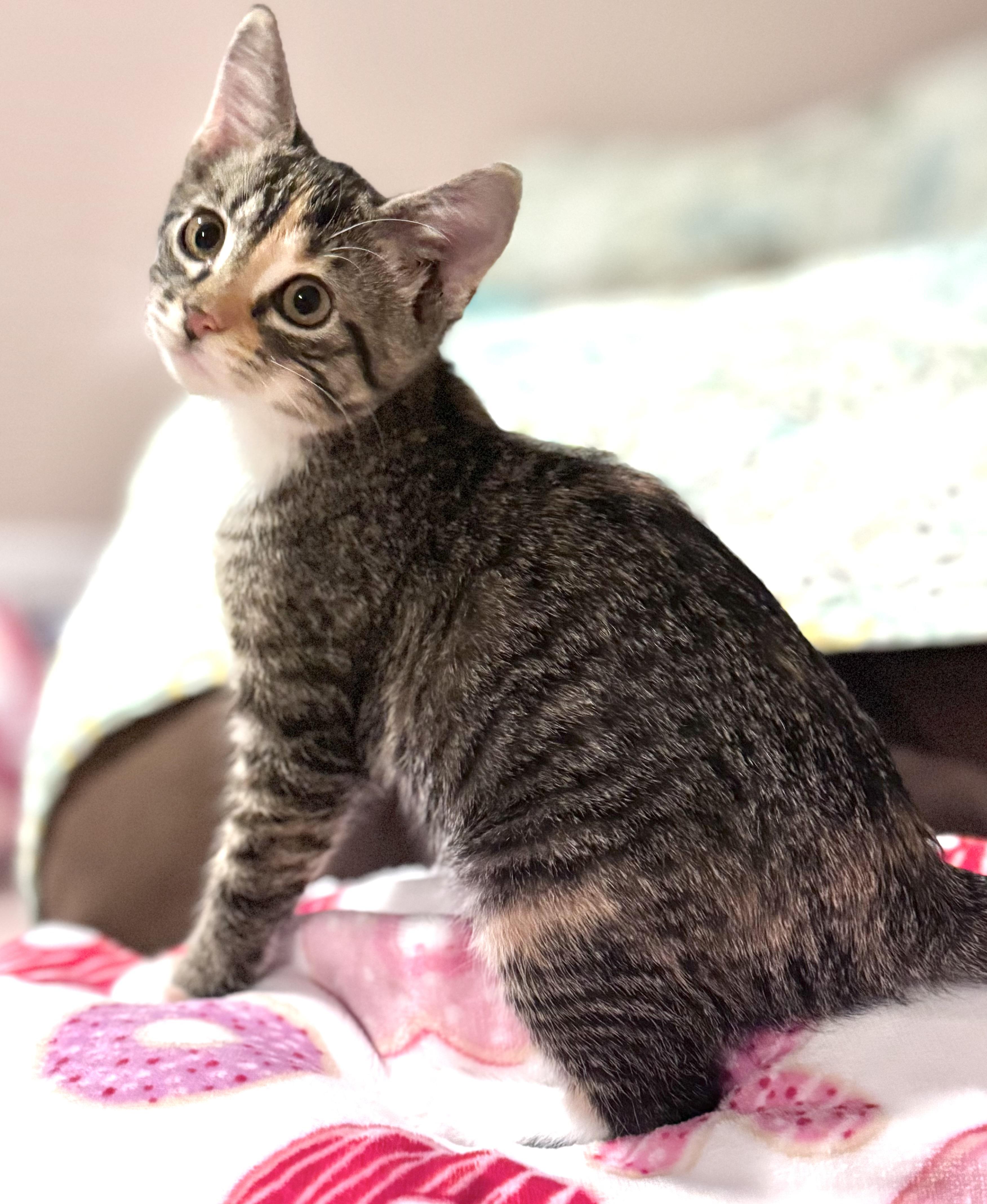 Oreo, a ADOPTABLE Domestic Short Hair in Sedalia, MO image 2/6
