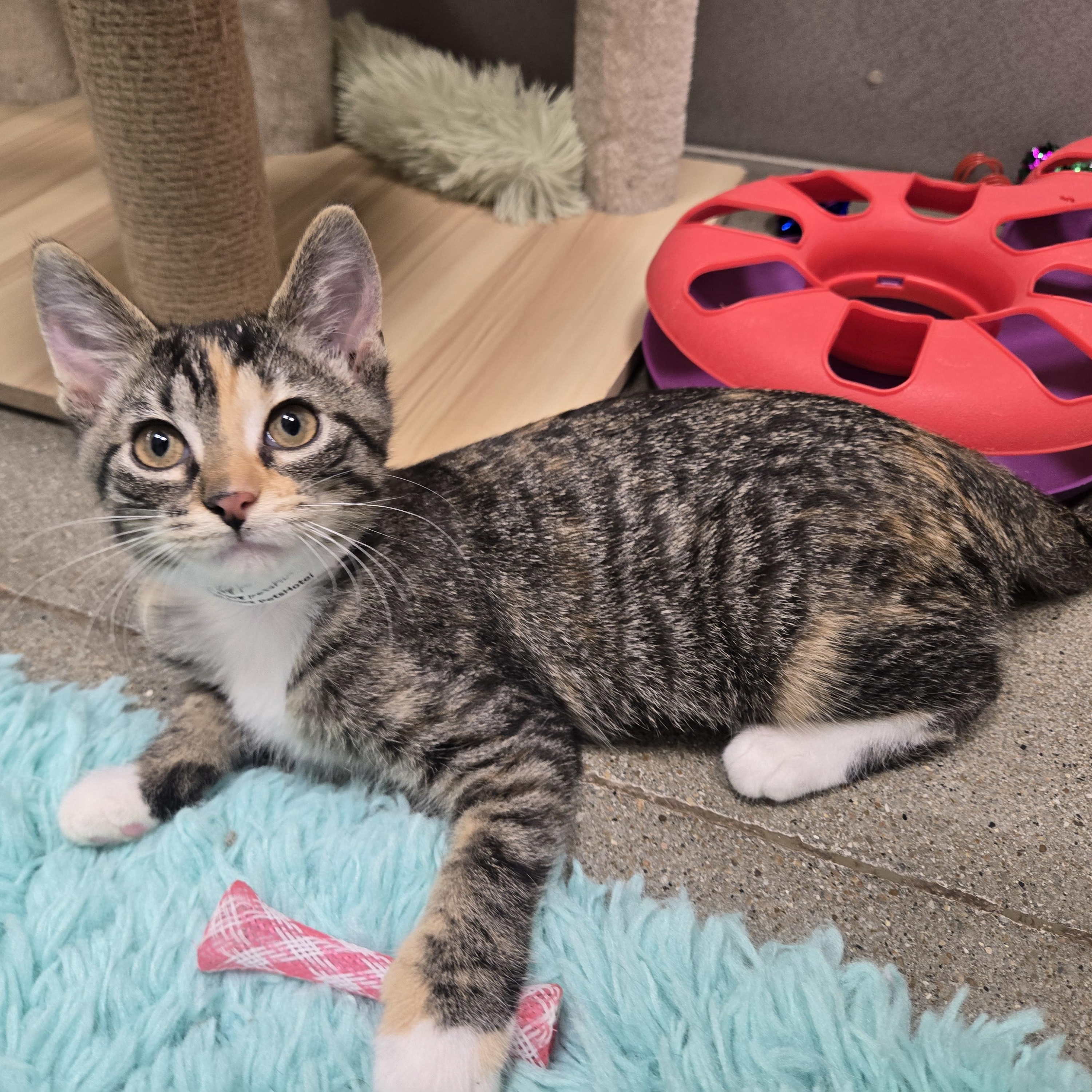 Oreo, a ADOPTABLE Domestic Short Hair in Sedalia, MO image 1/6