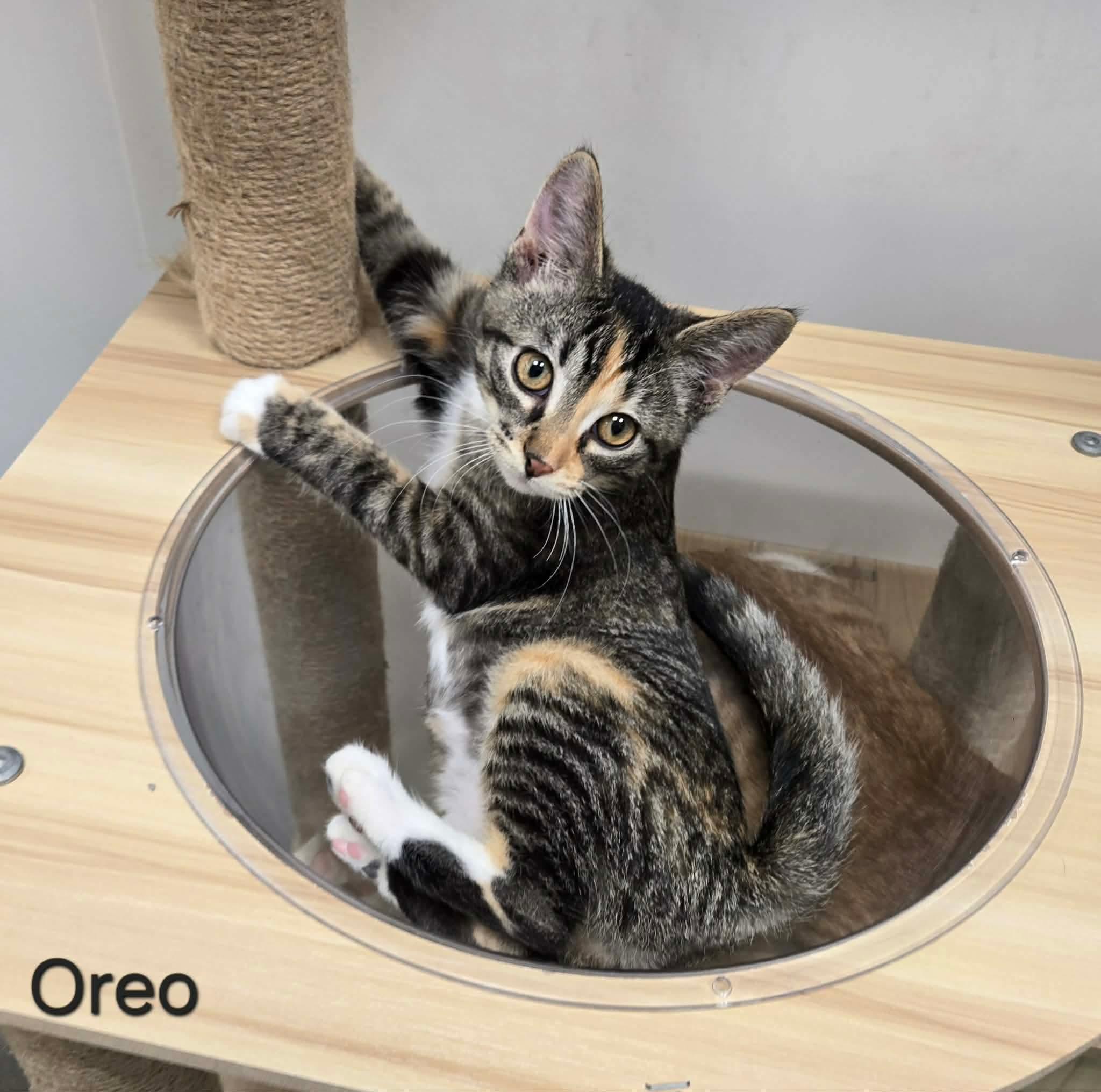 Oreo, a ADOPTABLE Domestic Short Hair in Sedalia, MO image 5/6