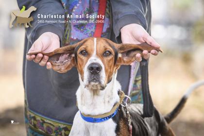 89542a Wildcat, Adoptable, Adult Male Hound & Mixed Breed.