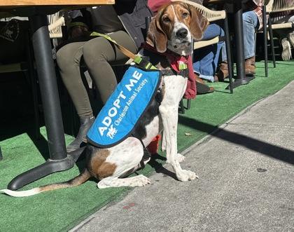 Enlarge 89542a Wildcat - Adoption Ambassador, a Adoptable mixed breed in North Charleston, SC image 2/3