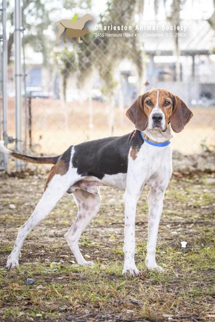 Enlarge 89542a Wildcat - Adoption Ambassador, a Adoptable mixed breed in North Charleston, SC image 3/3
