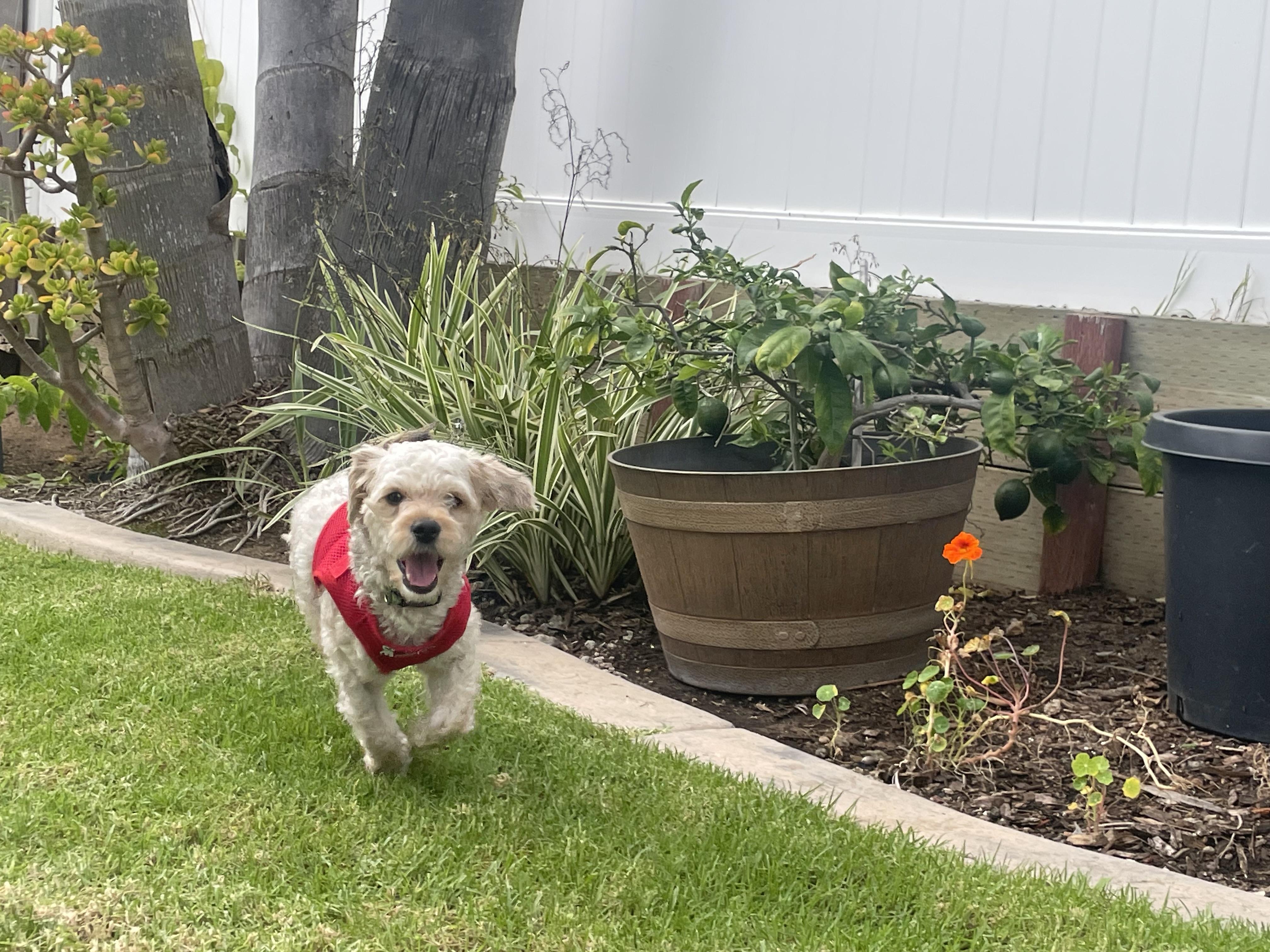 Sociable and Snuggly Spencer, Adopted, Young Male Bichon Frise.