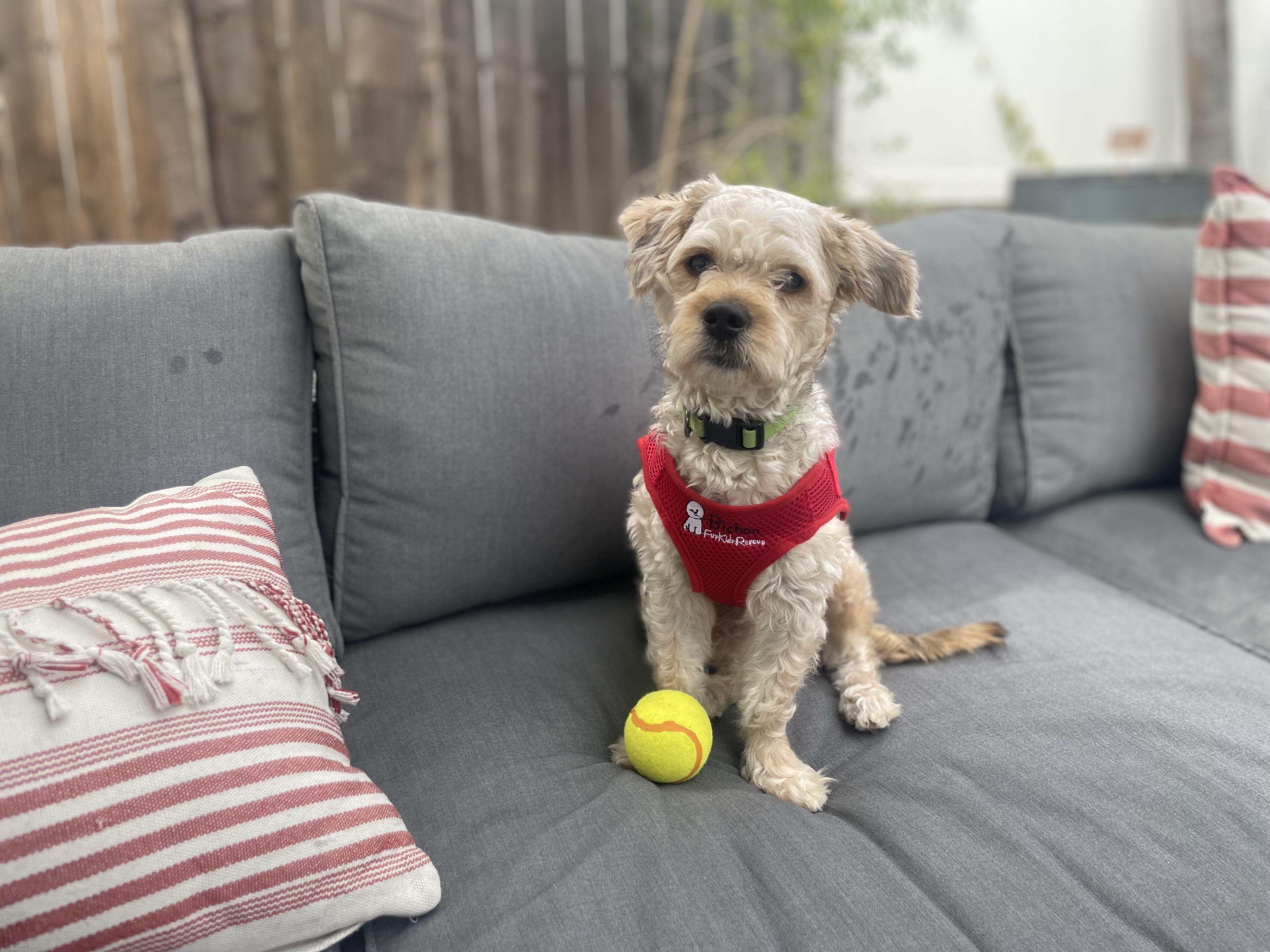 Enlarge Sociable and Snuggly Spencer, a Adopted Bichon Frise in Carlsbad, CA image 2/4