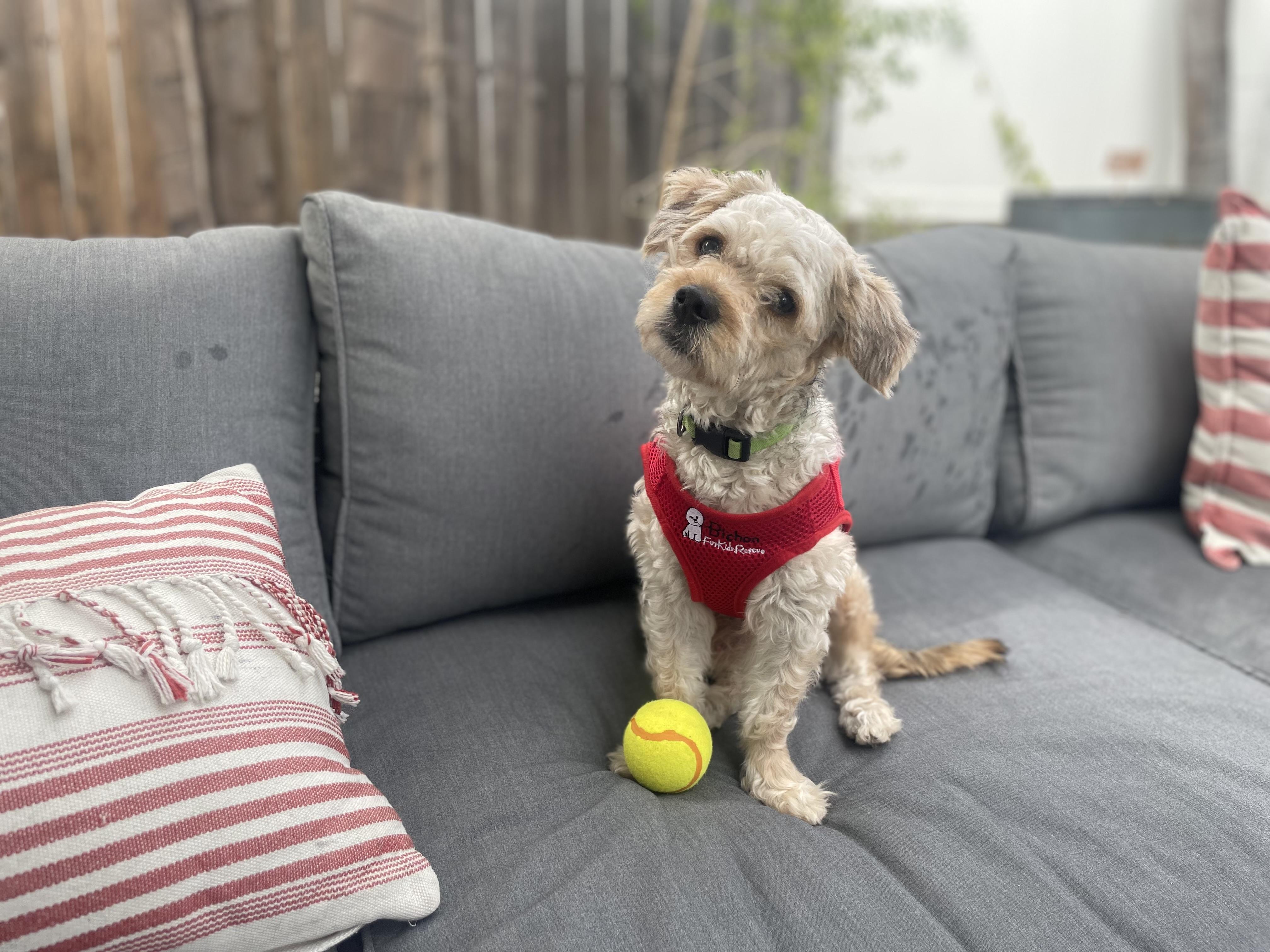 Enlarge Sociable and Snuggly Spencer, a Adopted Bichon Frise in Carlsbad, CA image 3/4