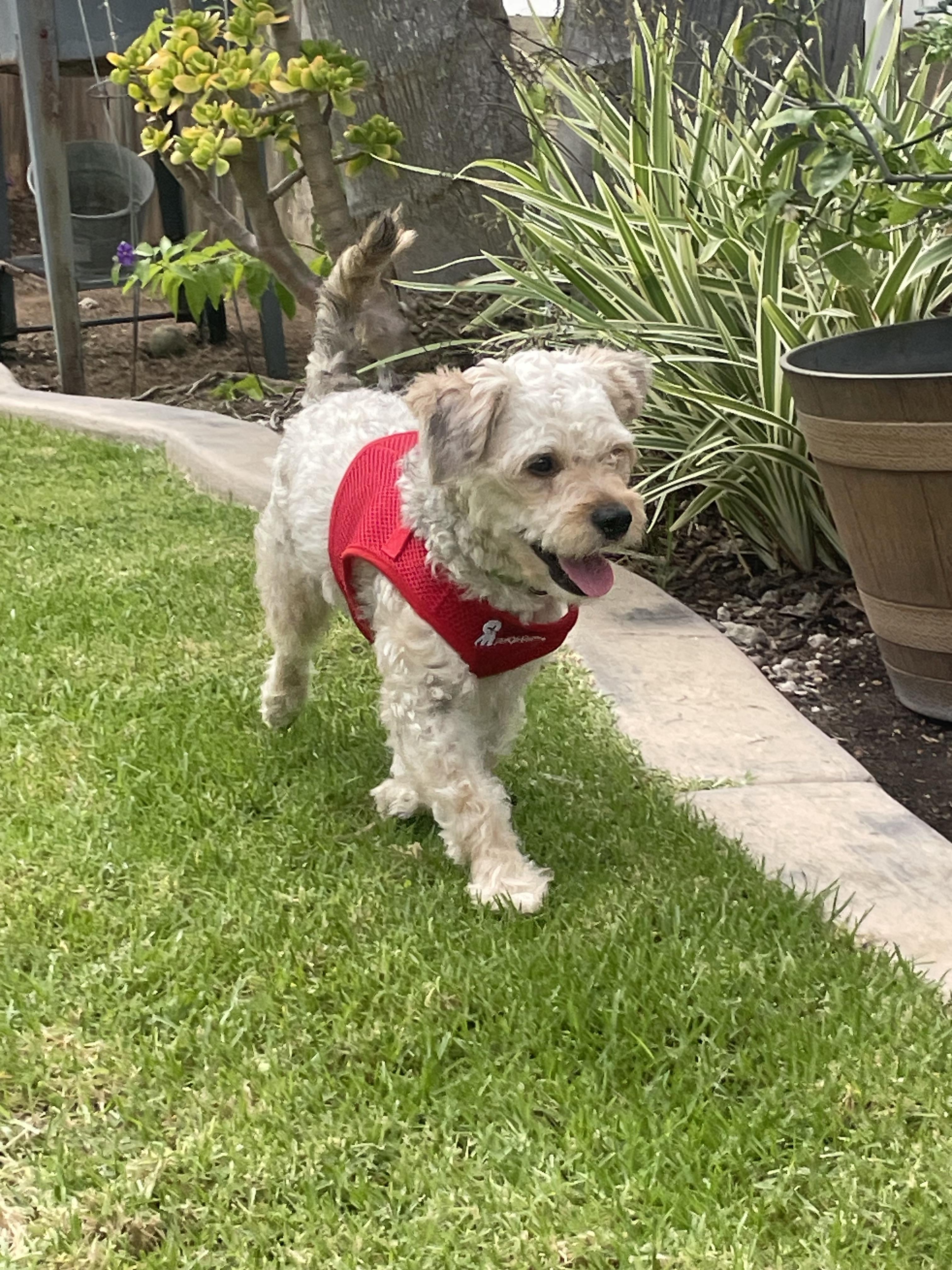 Enlarge Sociable and Snuggly Spencer, a Adopted Bichon Frise in Carlsbad, CA image 4/4