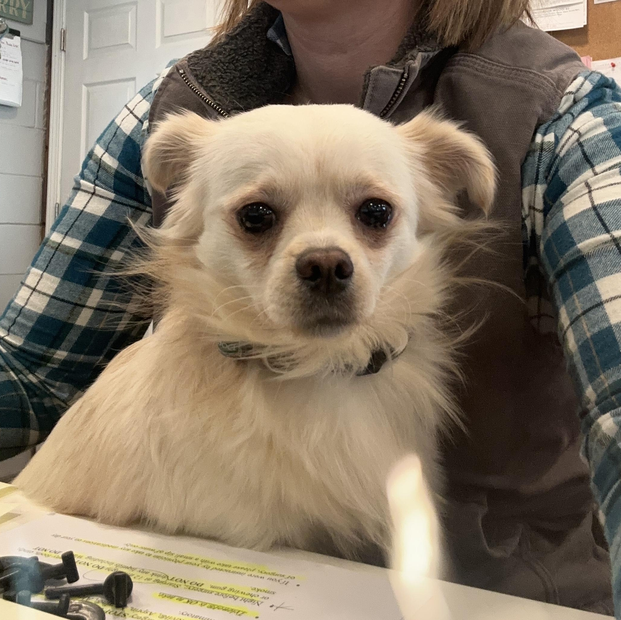 Enlarge Yoshi, a ADOPTABLE mixed breed in Rock Hill, NY image 3/4