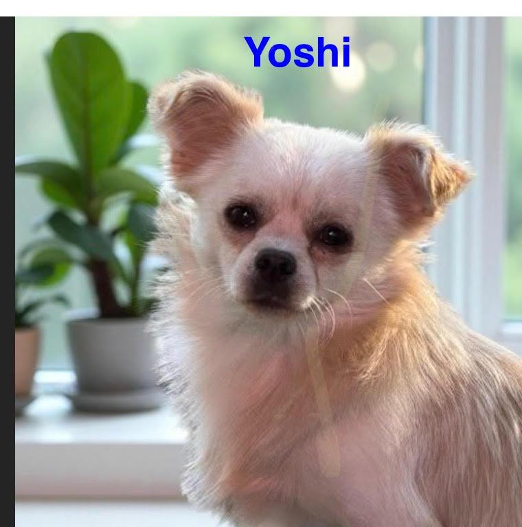 Enlarge Yoshi, a ADOPTABLE mixed breed in Rock Hill, NY image 1/4