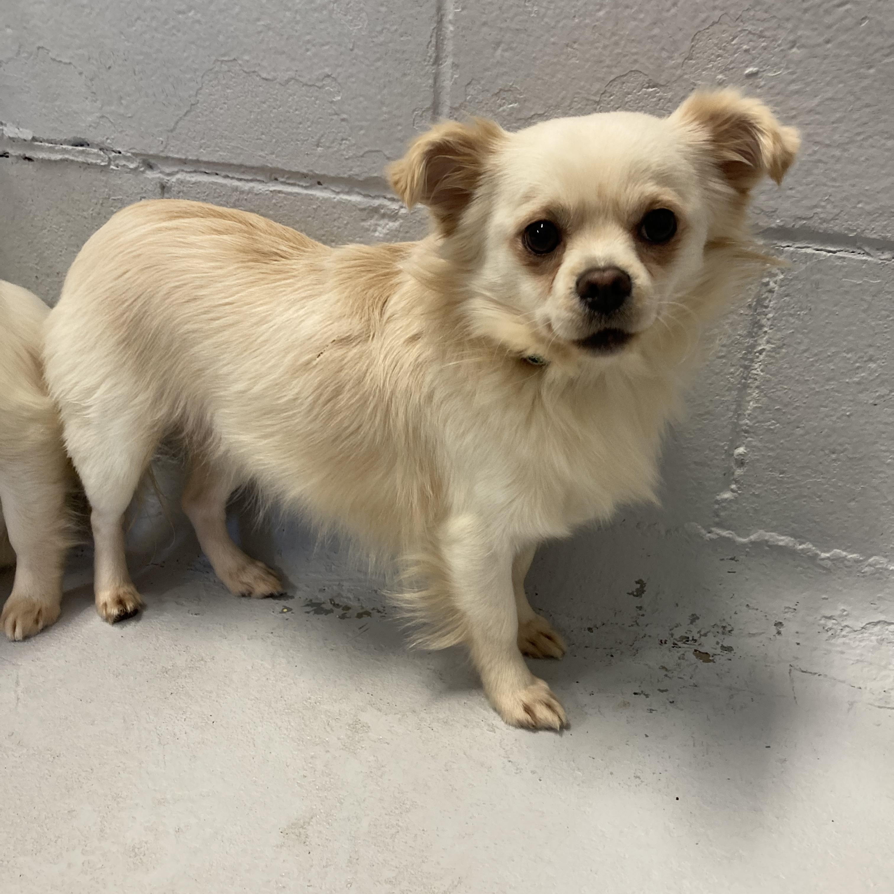 Enlarge Yoshi, a ADOPTABLE mixed breed in Rock Hill, NY image 2/4