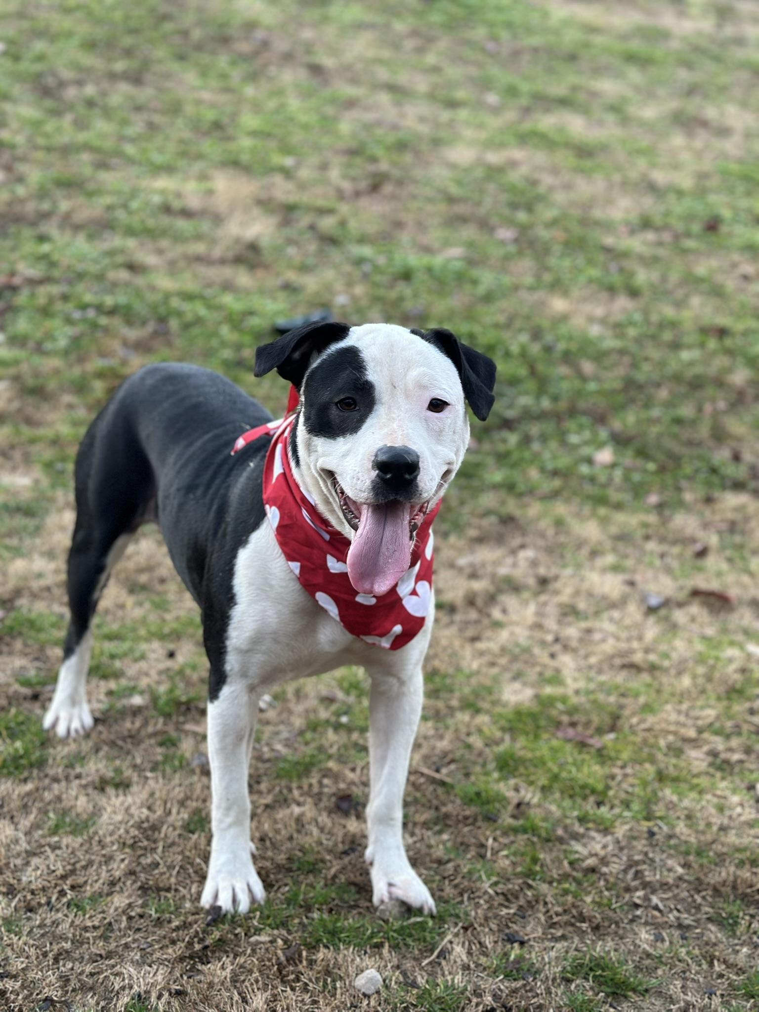 Enlarge Diamond, a Adoptable mixed breed in Pelham, AL image 4/6