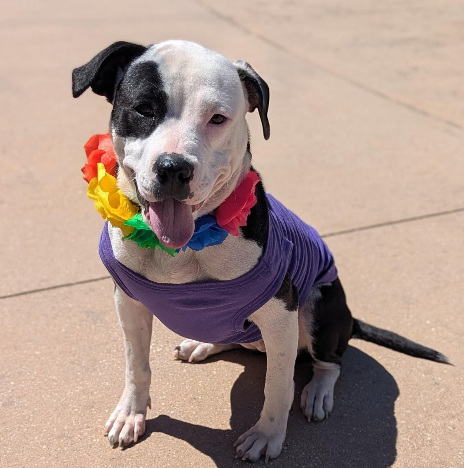 Enlarge Diamond, a Adoptable mixed breed in Pelham, AL image 6/6