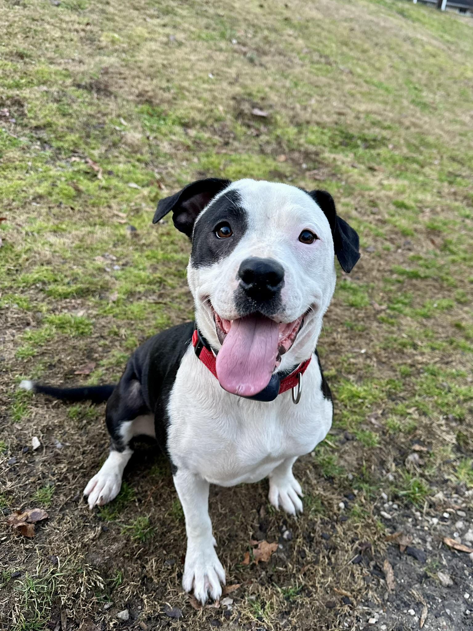 Enlarge Diamond, a Adoptable mixed breed in Pelham, AL image 1/6