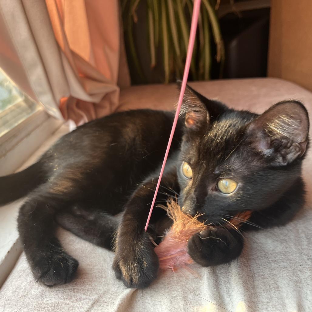 Embroidery, Adoptable, Kitten Male Domestic Short Hair.
