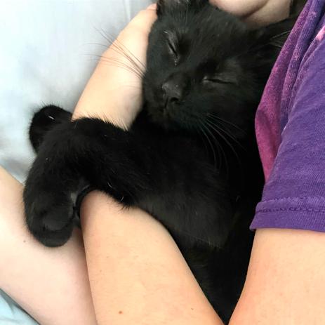 Enlarge Embroidery, a Adoptable Domestic Short Hair in St. Paul, MN image 2/6