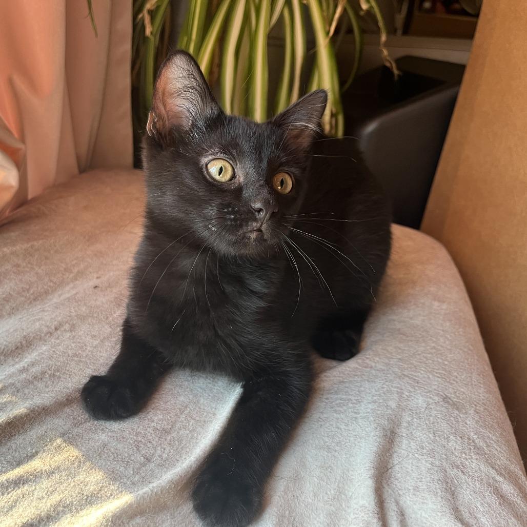 Enlarge Embroidery, a Adoptable Domestic Short Hair in St. Paul, MN image 5/6