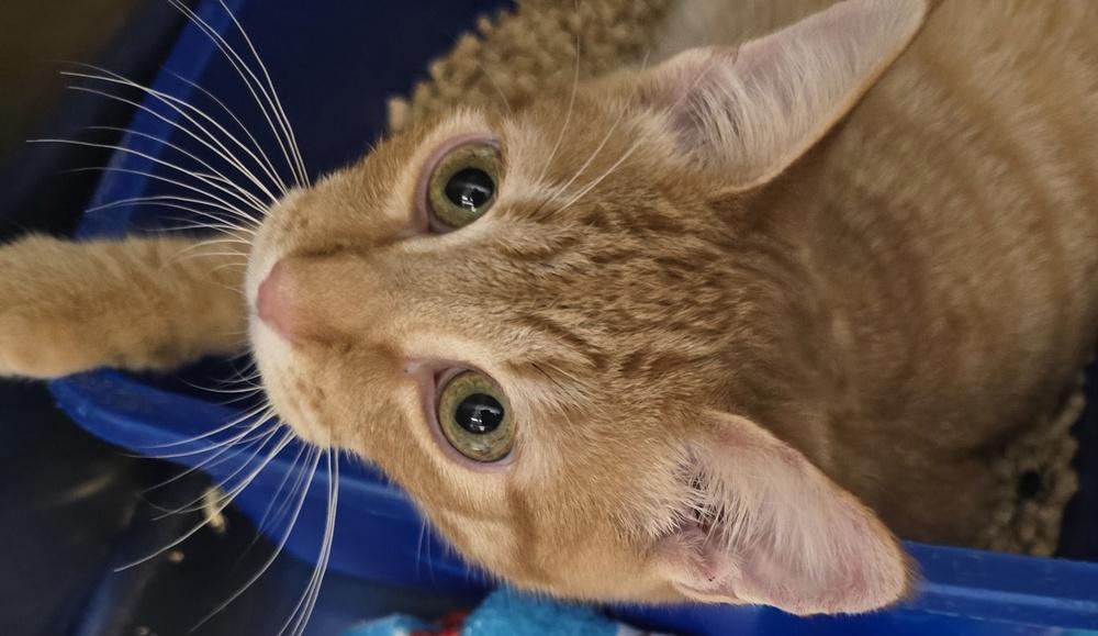 Enlarge GARFIELD, a Adoptable Domestic Short Hair in Thornton, CO image 1/1