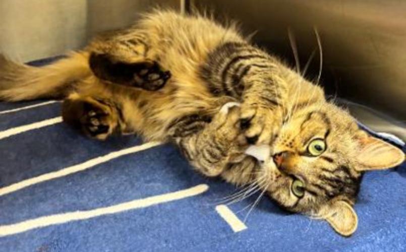 Enlarge TIM, a Adoptable mixed breed in Carroll, OH image 4/5