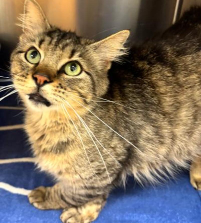 Enlarge TIM, a Adoptable mixed breed in Carroll, OH image 3/5