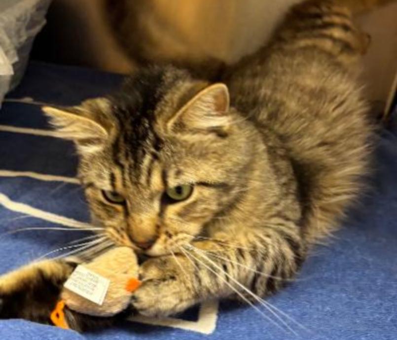 Enlarge TIM, a Adoptable mixed breed in Carroll, OH image 1/5