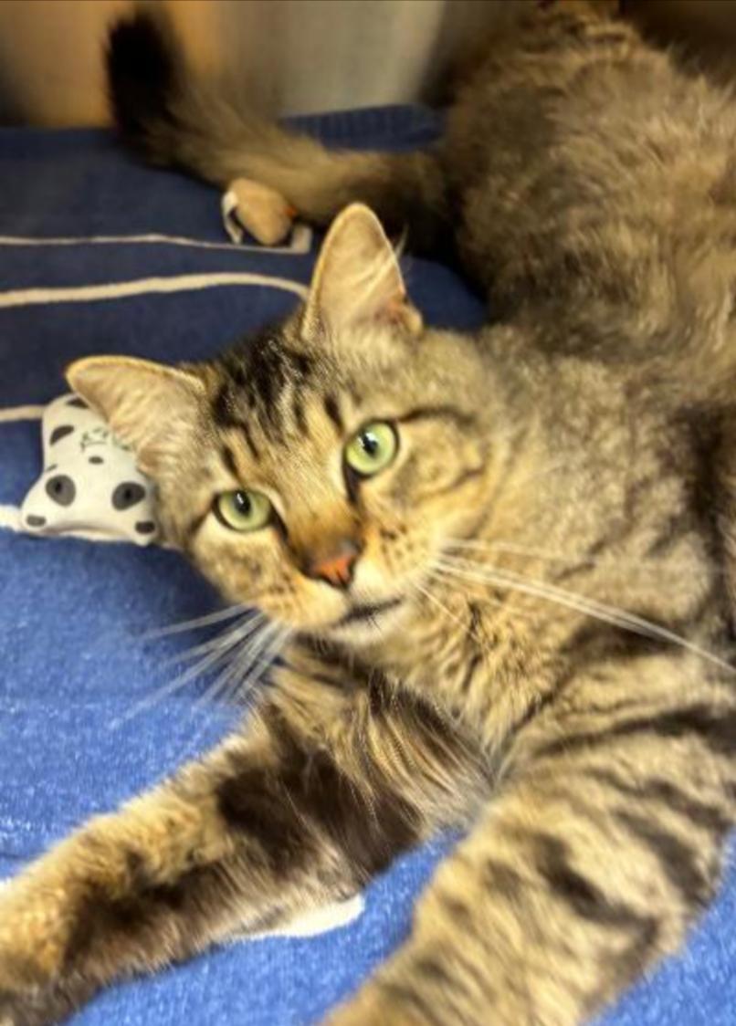 Enlarge TIM, a Adoptable mixed breed in Carroll, OH image 2/5