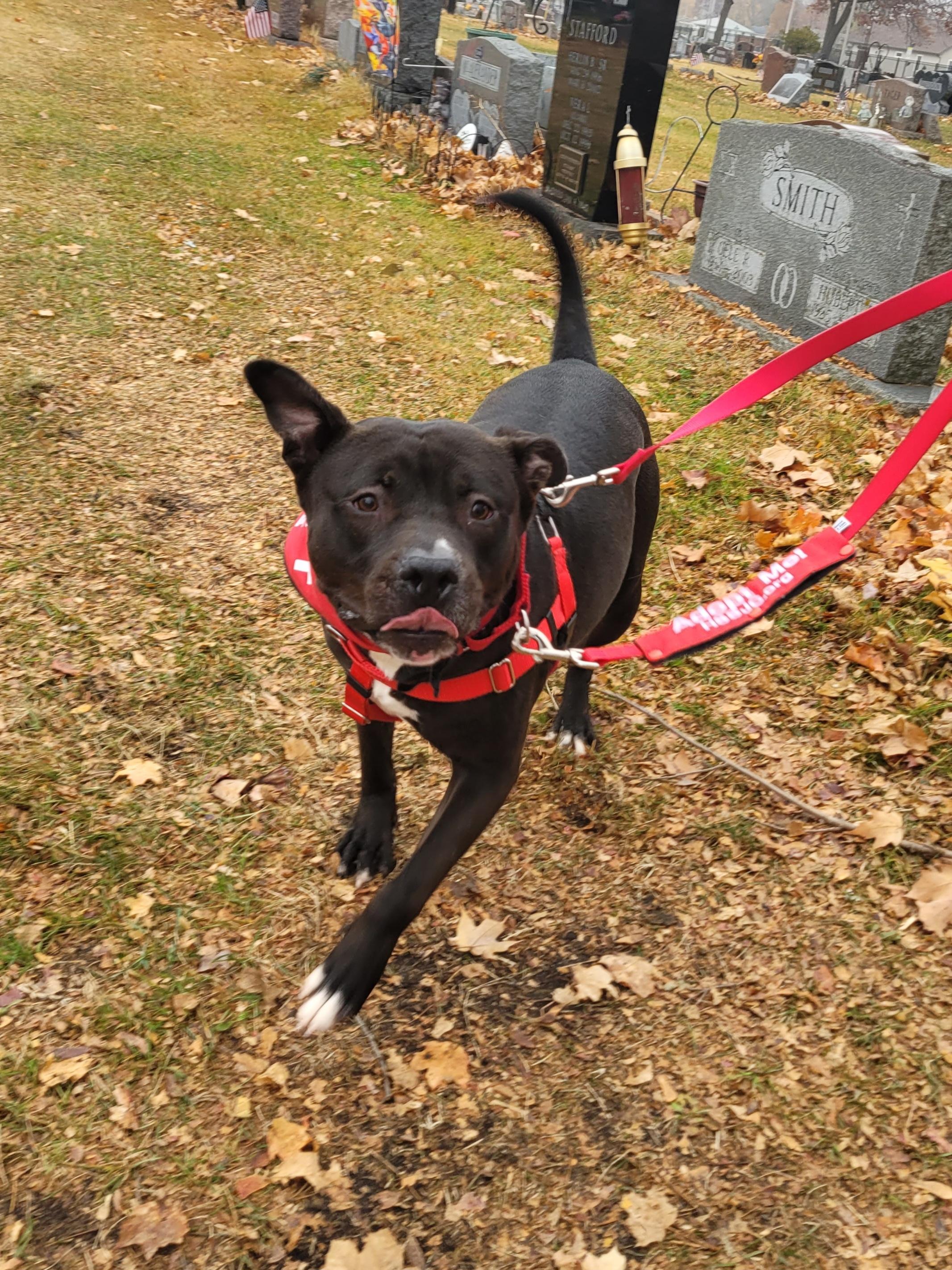 Tech, Adoptable, Young Male Mixed Breed.