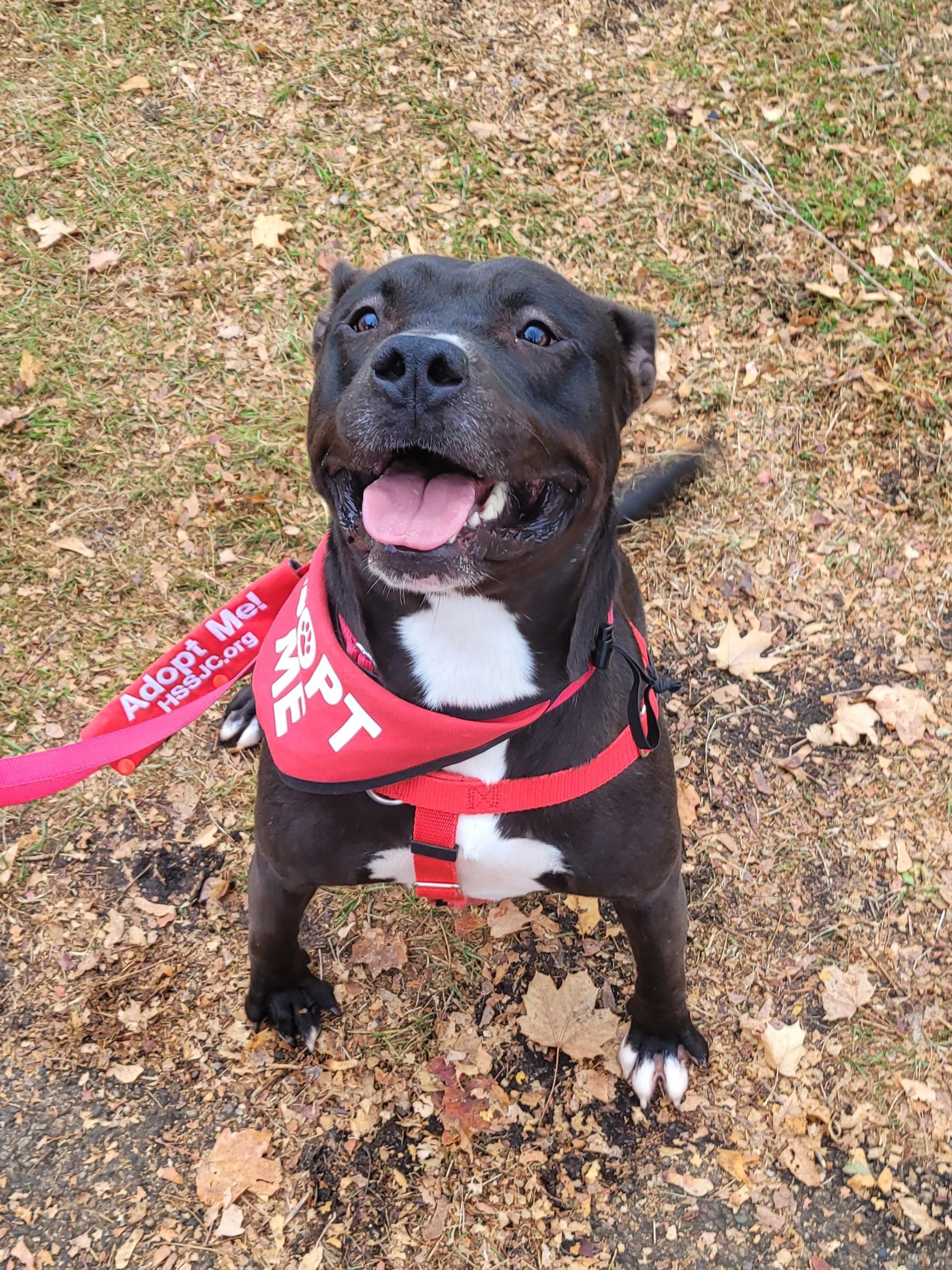 Tech, a Adoptable Mixed Breed in Mishawaka, IN image 2/6