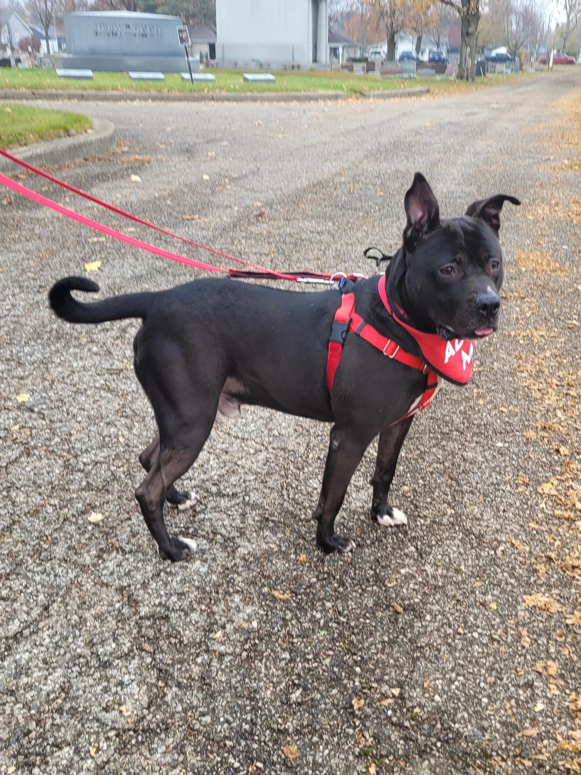 Tech, a Adoptable Mixed Breed in Mishawaka, IN image 3/6
