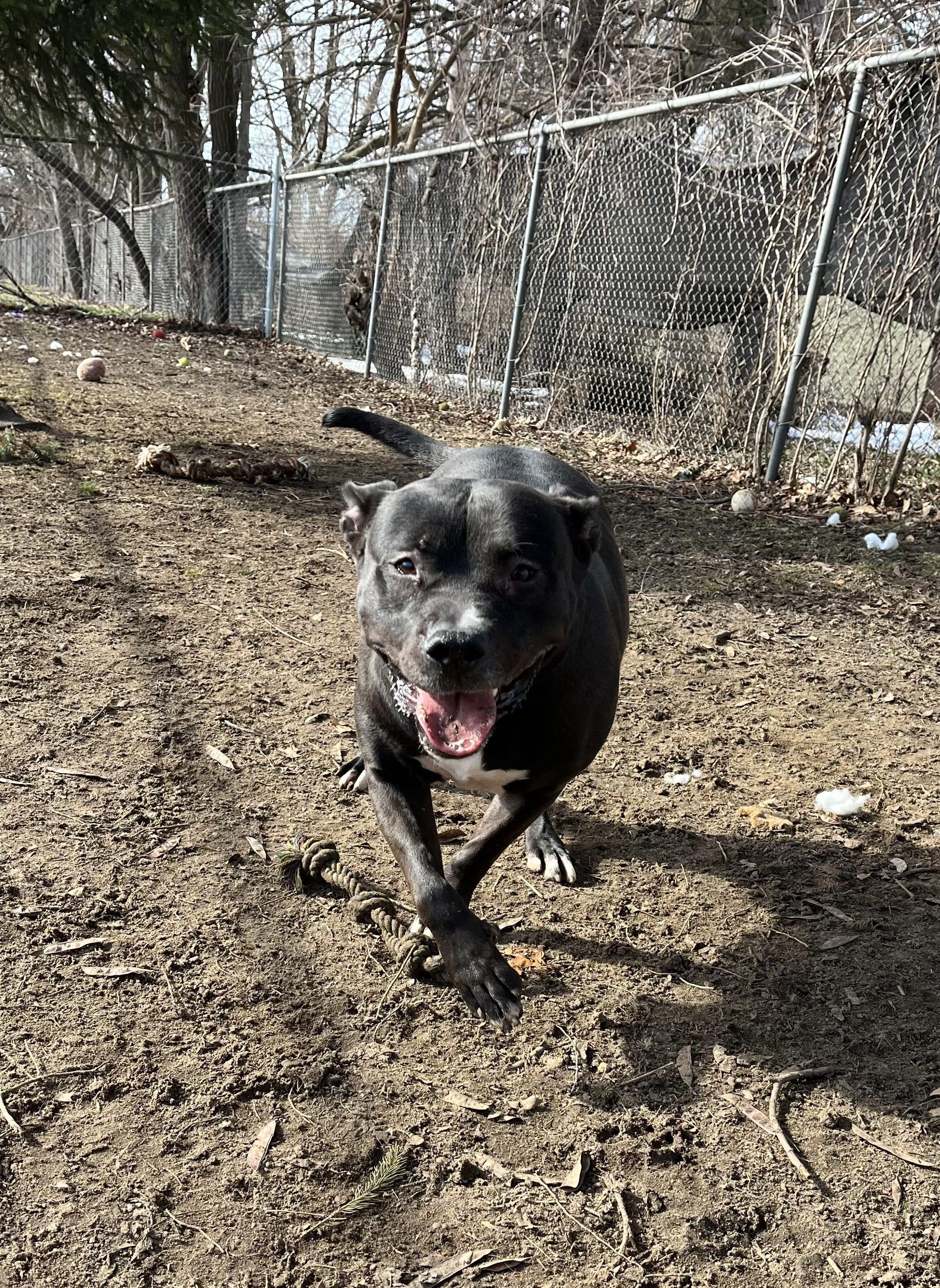 Tech, Adoptable, Young Male Mixed Breed.