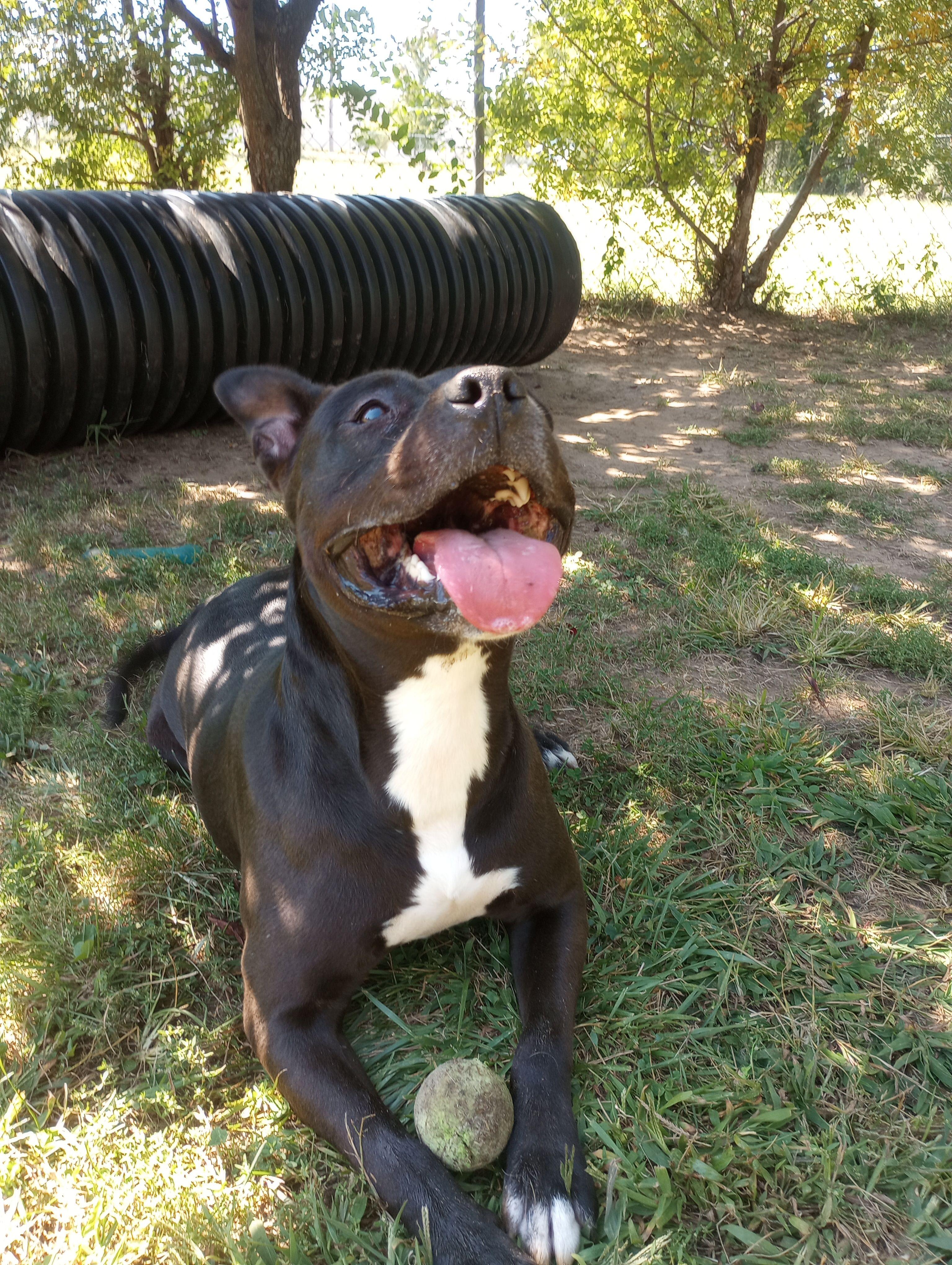 Tech, a Adoptable Mixed Breed in Mishawaka, IN image 6/6