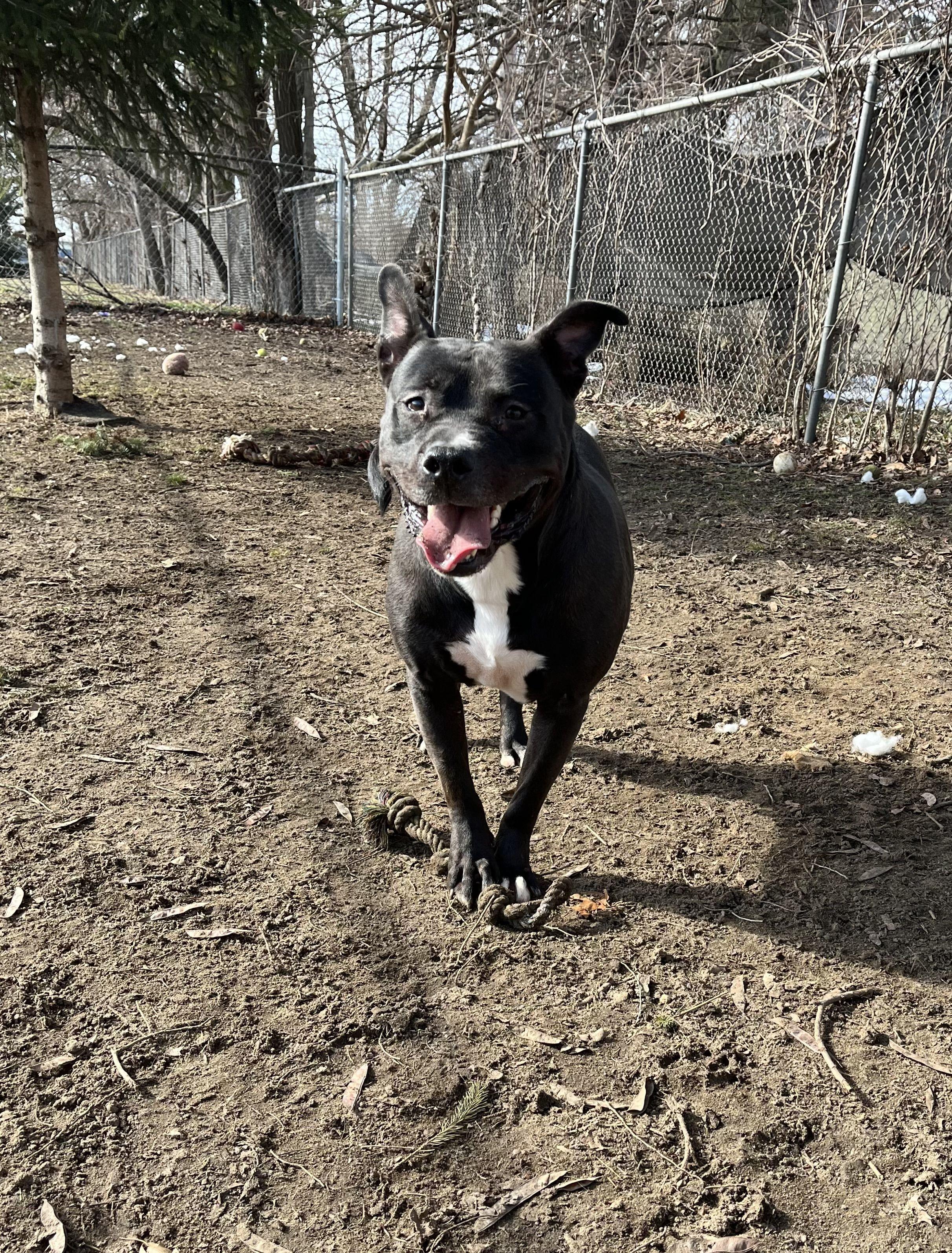 Enlarge Tech, a Adoptable Mixed Breed in Mishawaka, IN image 4/6