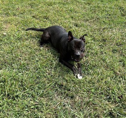 Tech, a Adoptable Mixed Breed in Mishawaka, IN image 5/6