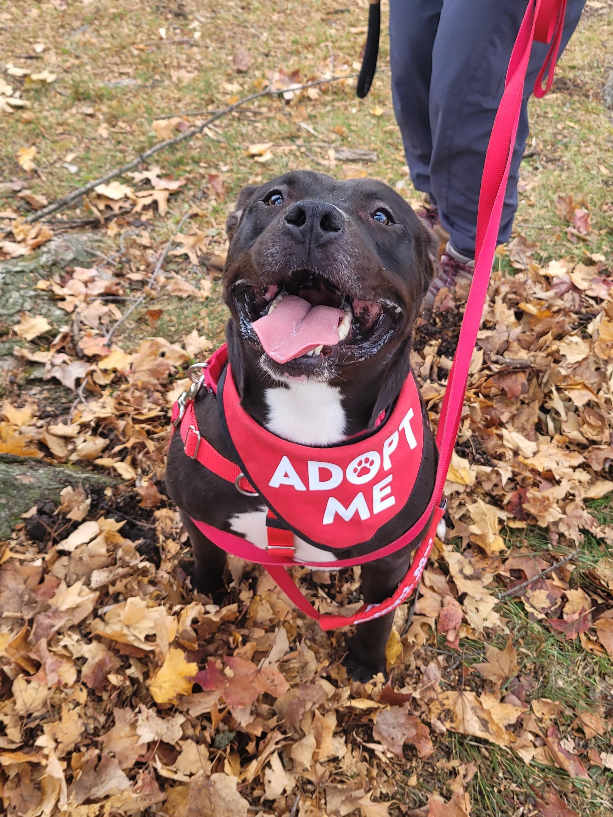 Tech, a Adoptable Mixed Breed in Mishawaka, IN image 4/6