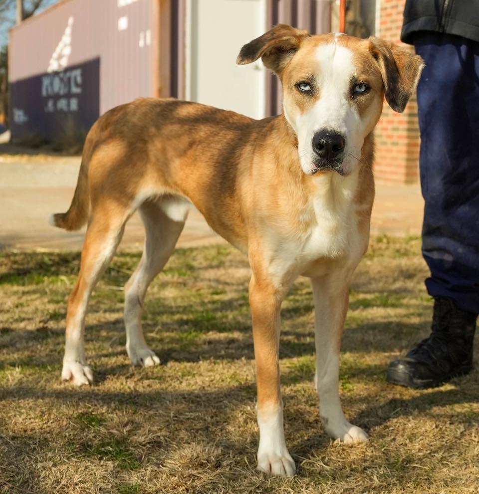 Hank, a Adoptable mixed breed in Stillwater, OK image 1/2