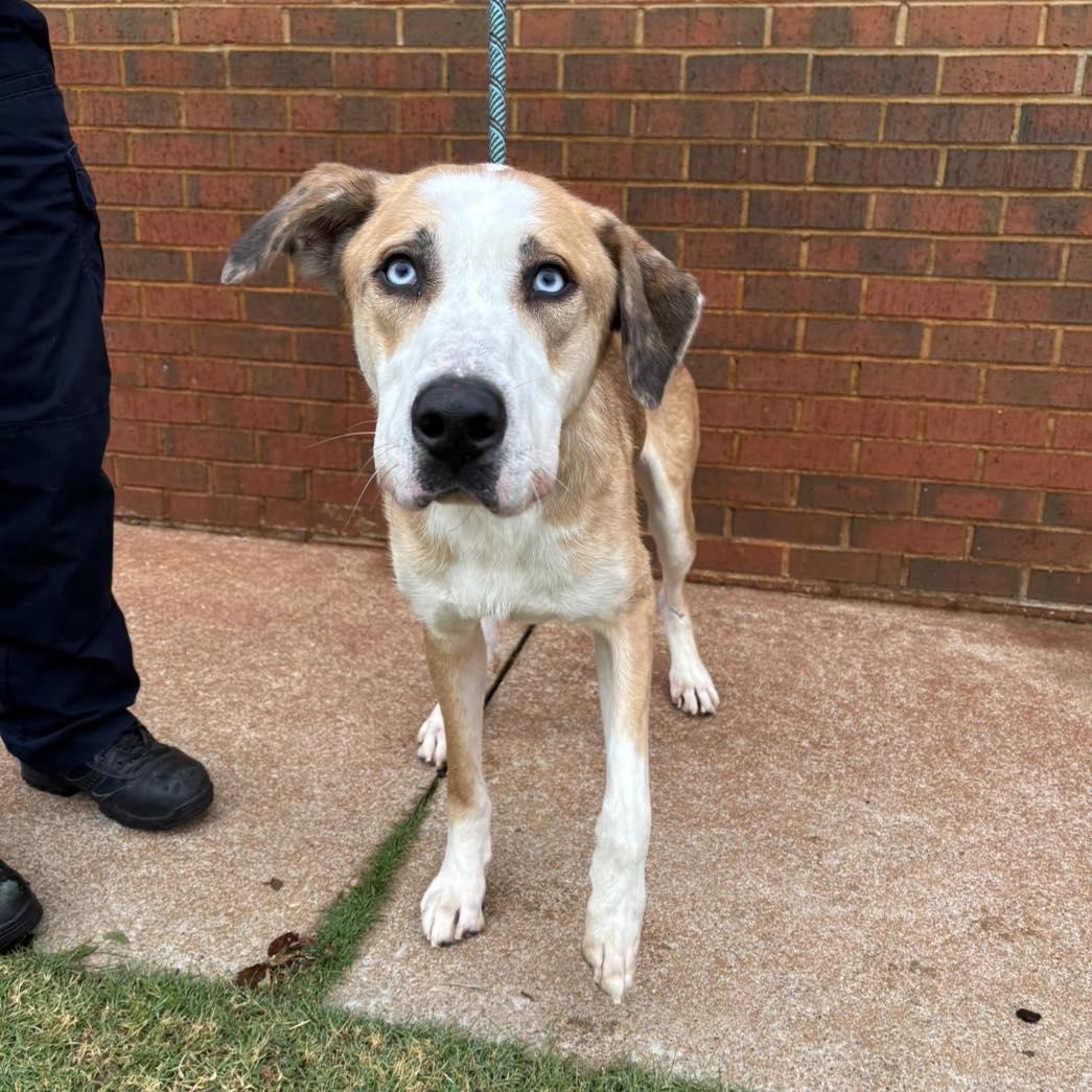 Hank, a Adoptable mixed breed in Stillwater, OK image 2/2