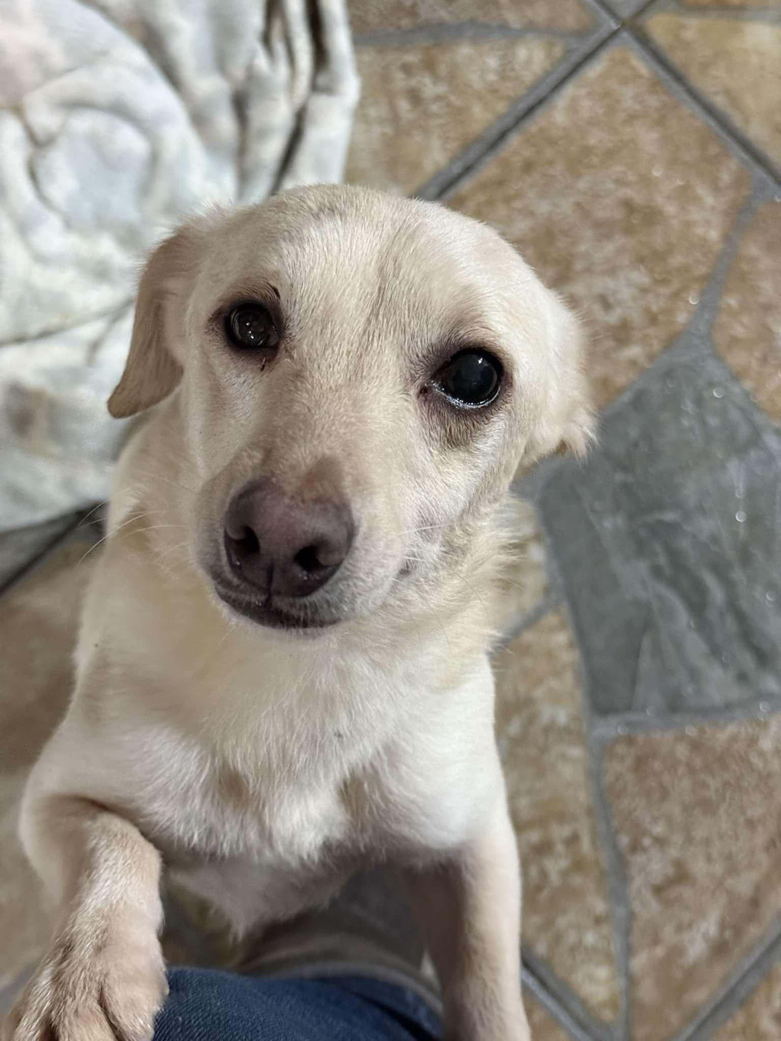Tina Chihuahua Dog