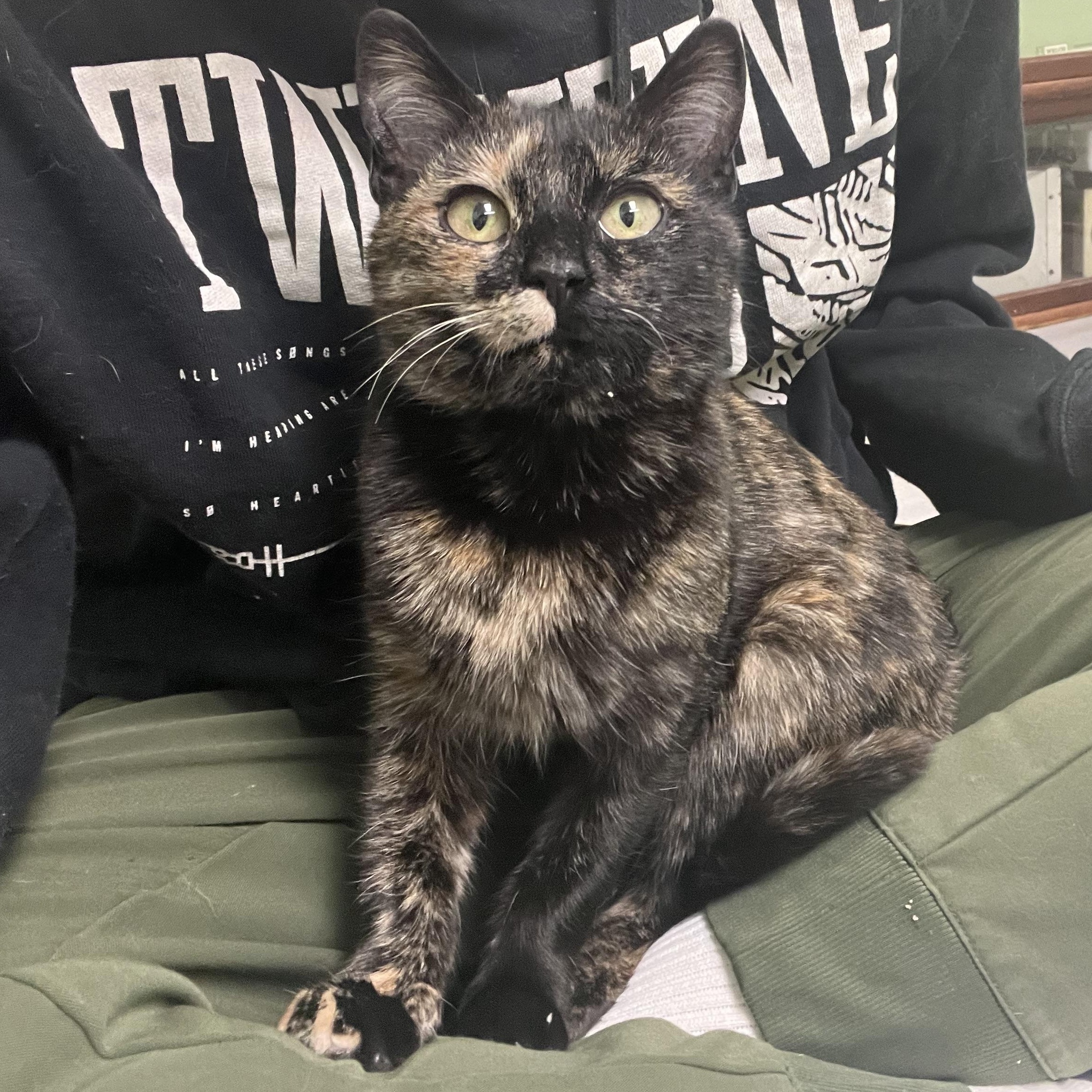 Enlarge Georgia, an adopted Domestic Short Hair in Media, PA image 2/5