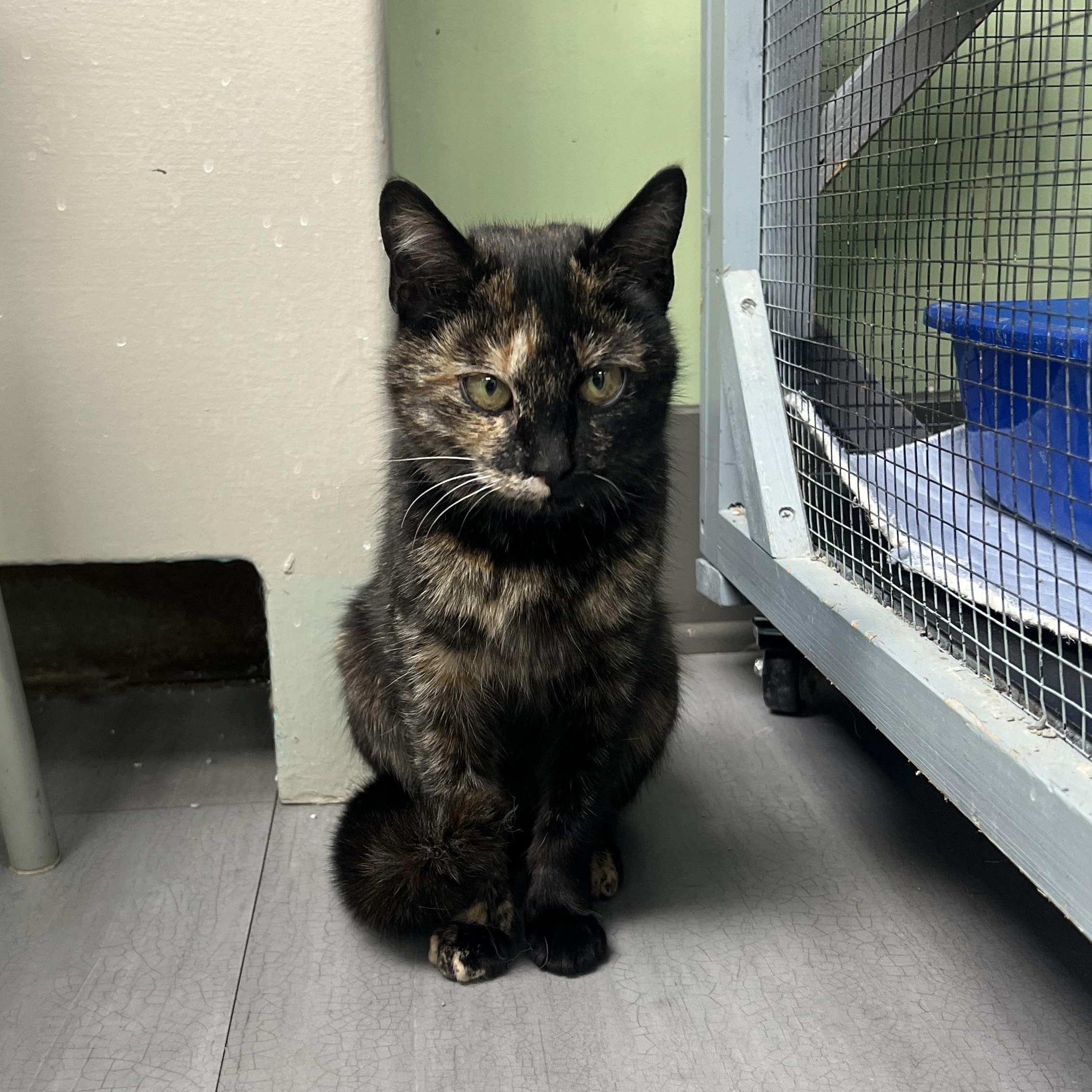 Enlarge Georgia, an adopted Domestic Short Hair in Media, PA image 5/5