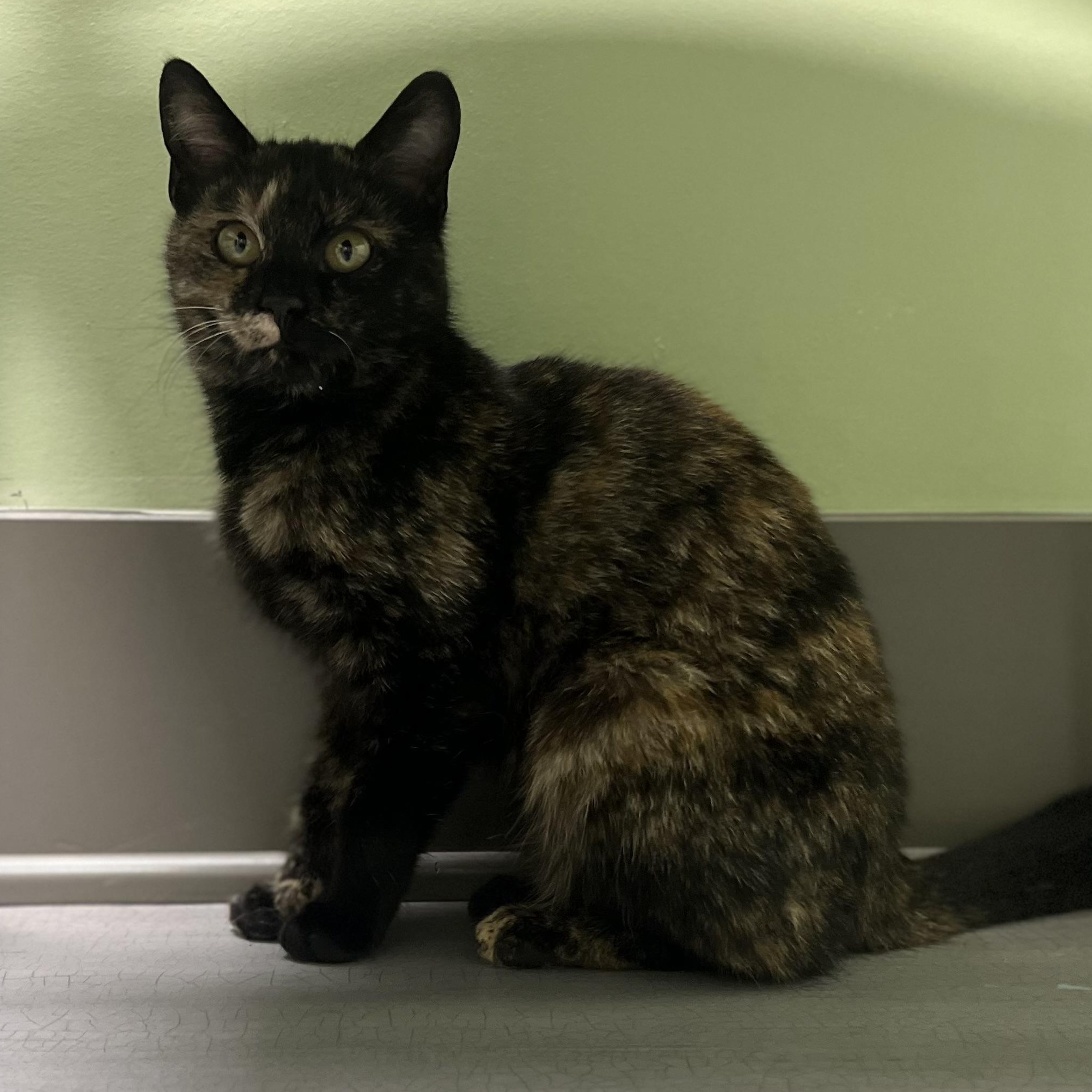 Enlarge Georgia, an adopted Domestic Short Hair in Media, PA image 3/5