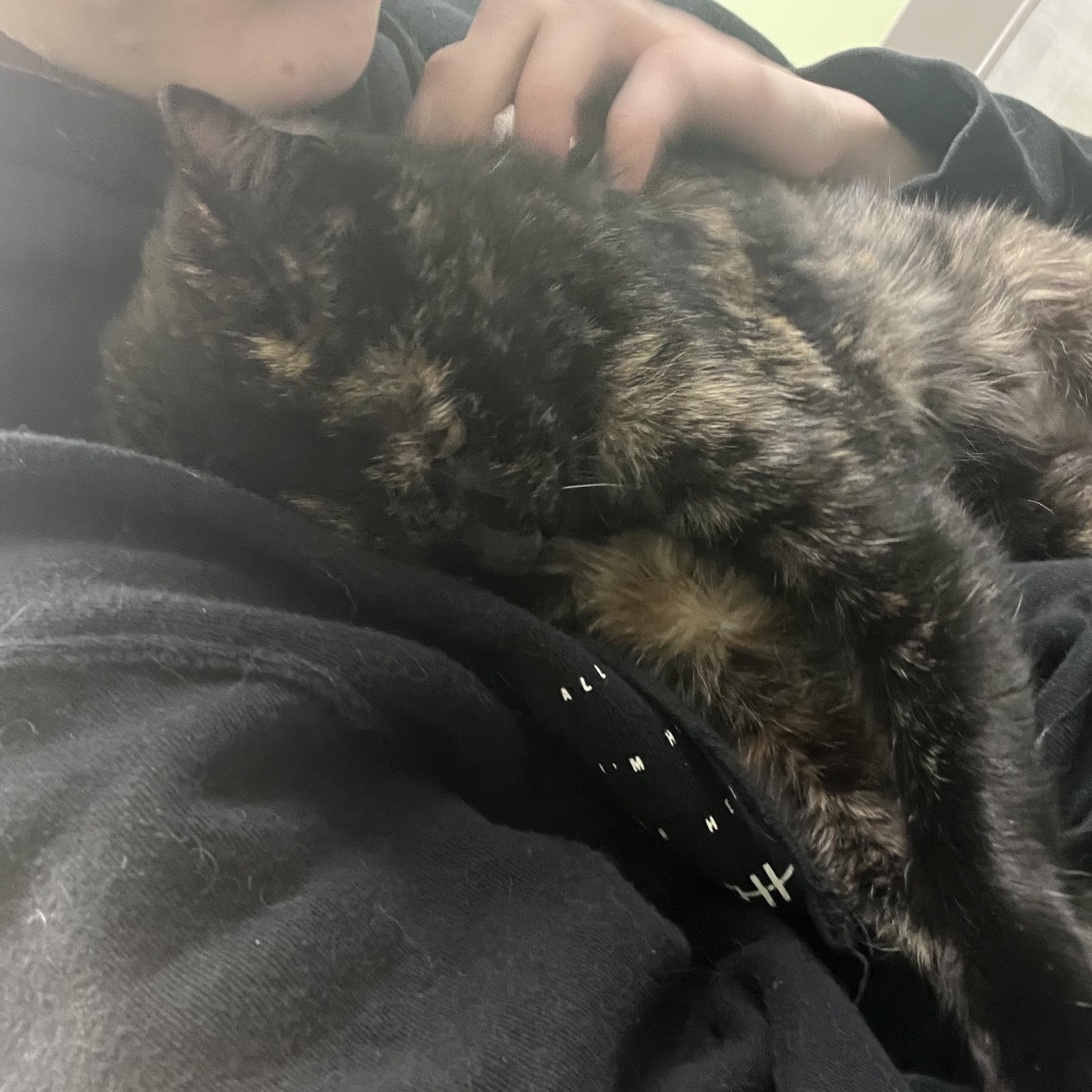 Enlarge Georgia, an adopted Domestic Short Hair in Media, PA image 4/5