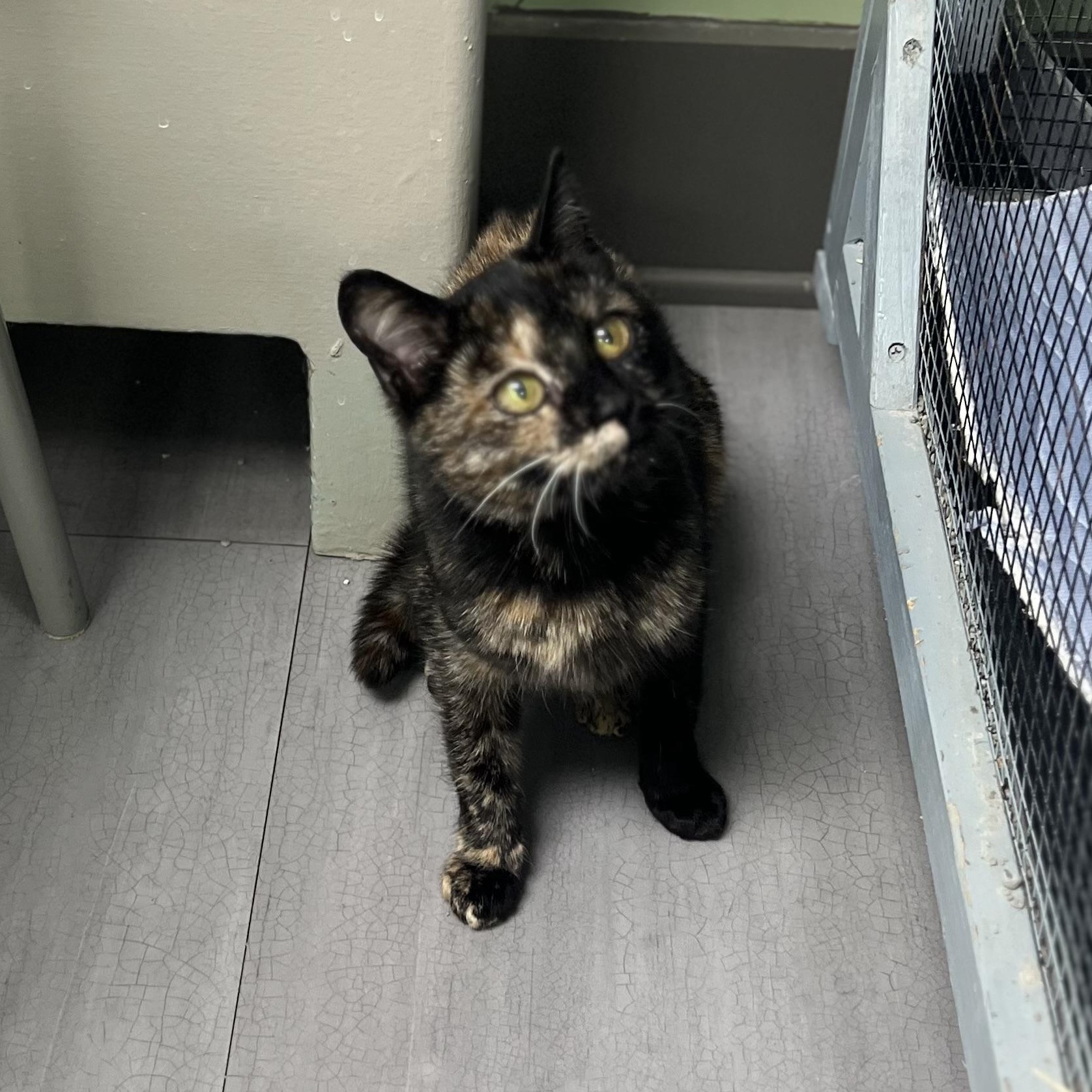 Georgia, adopted, Young Female Domestic Short Hair.