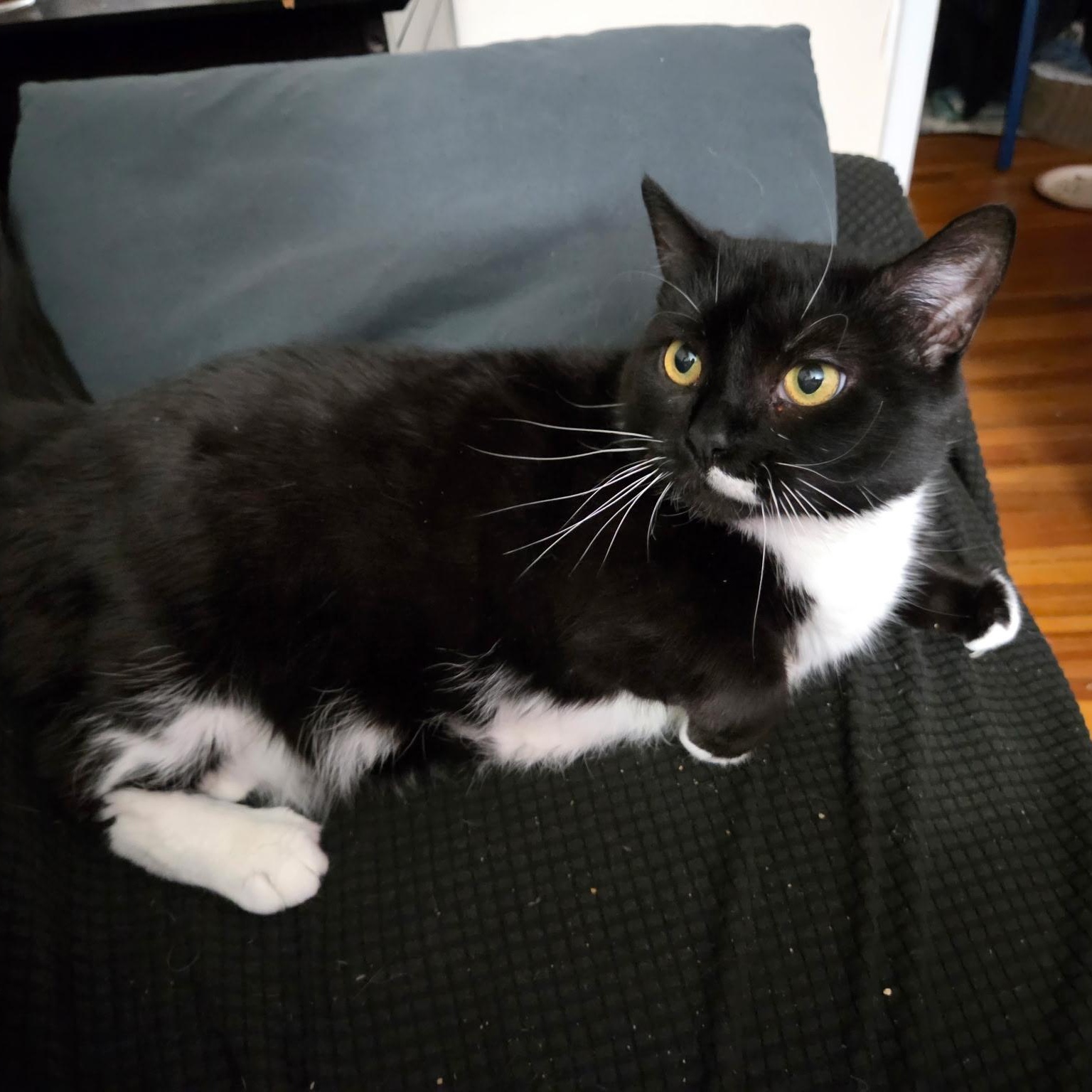 Mulan, a ADOPTABLE Domestic Short Hair in Melrose, MA image 3/3