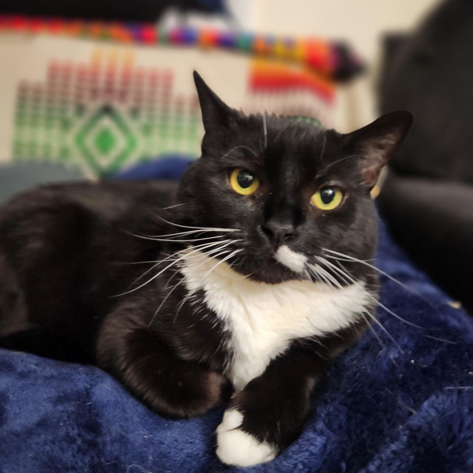 Mulan, a ADOPTABLE Domestic Short Hair in Melrose, MA image 1/3