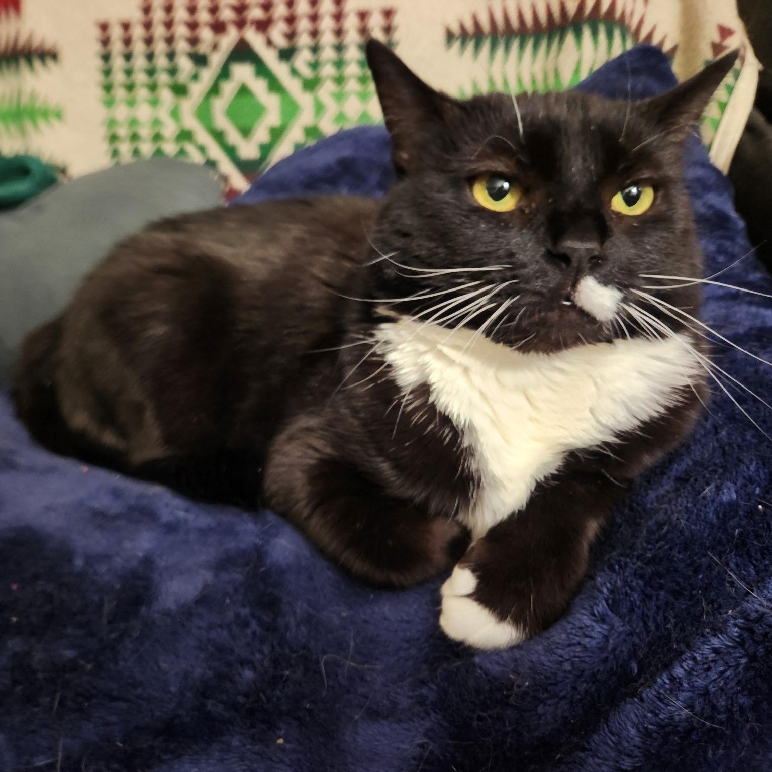 Mulan, a ADOPTABLE Domestic Short Hair in Melrose, MA image 2/3