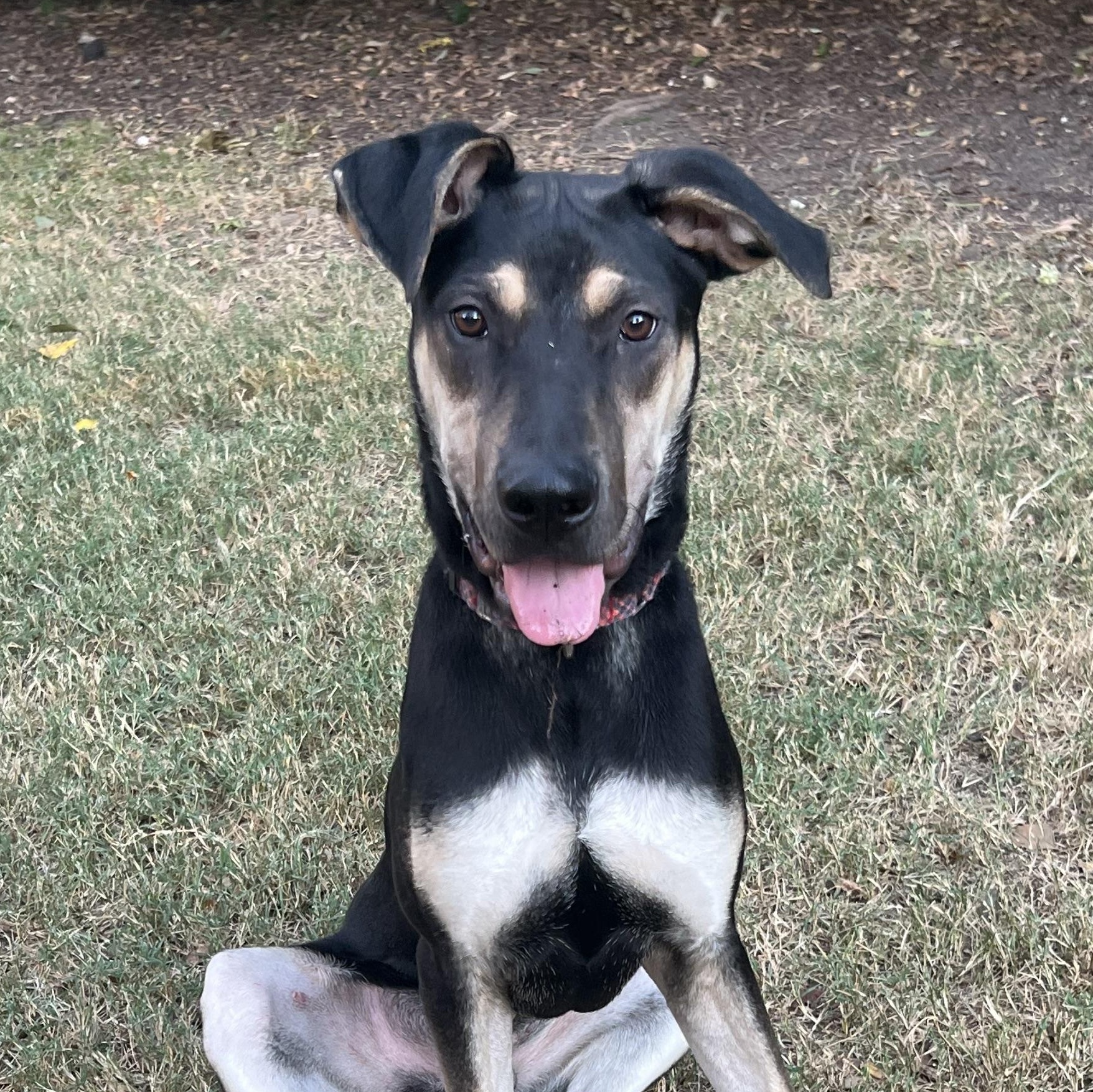 Teddy - Maya’s boy, Adoptable, Young Male German Shepherd Dog & Black Labrador Retriever.